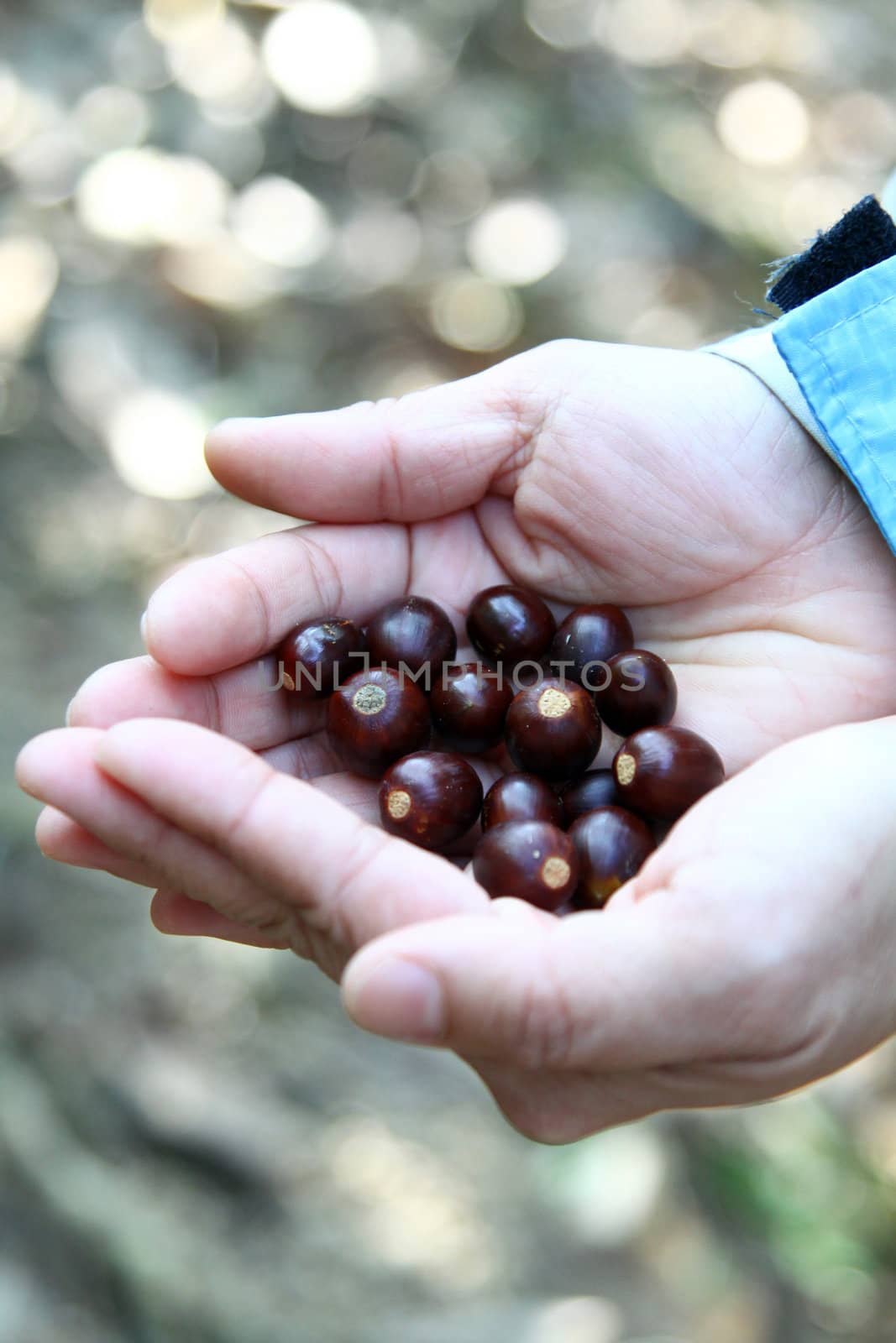 Human hands with seeds