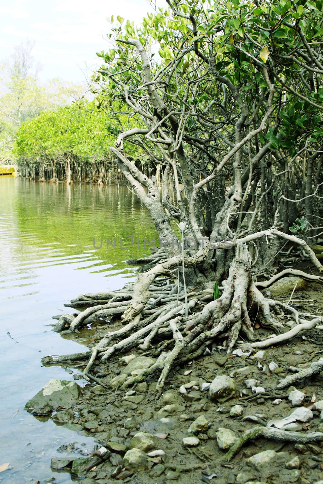 Wetland area along the coast