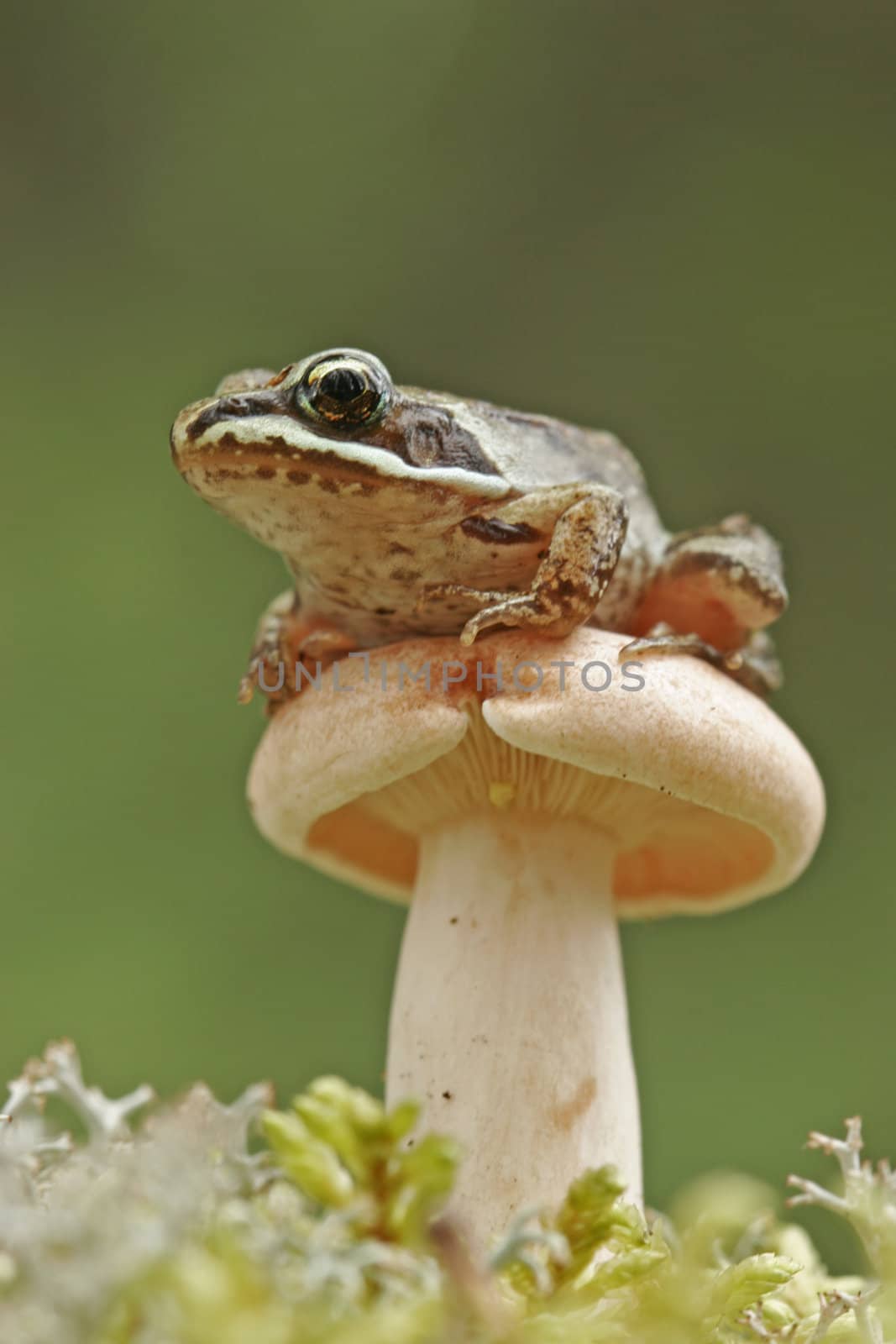 Wood frog (Rana sylvatica) on mushroom by donya_nedomam