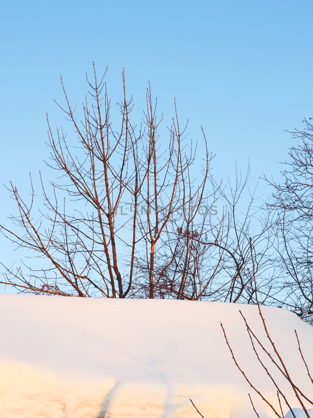 Trees among the snow drifts in the beams of the setting sun