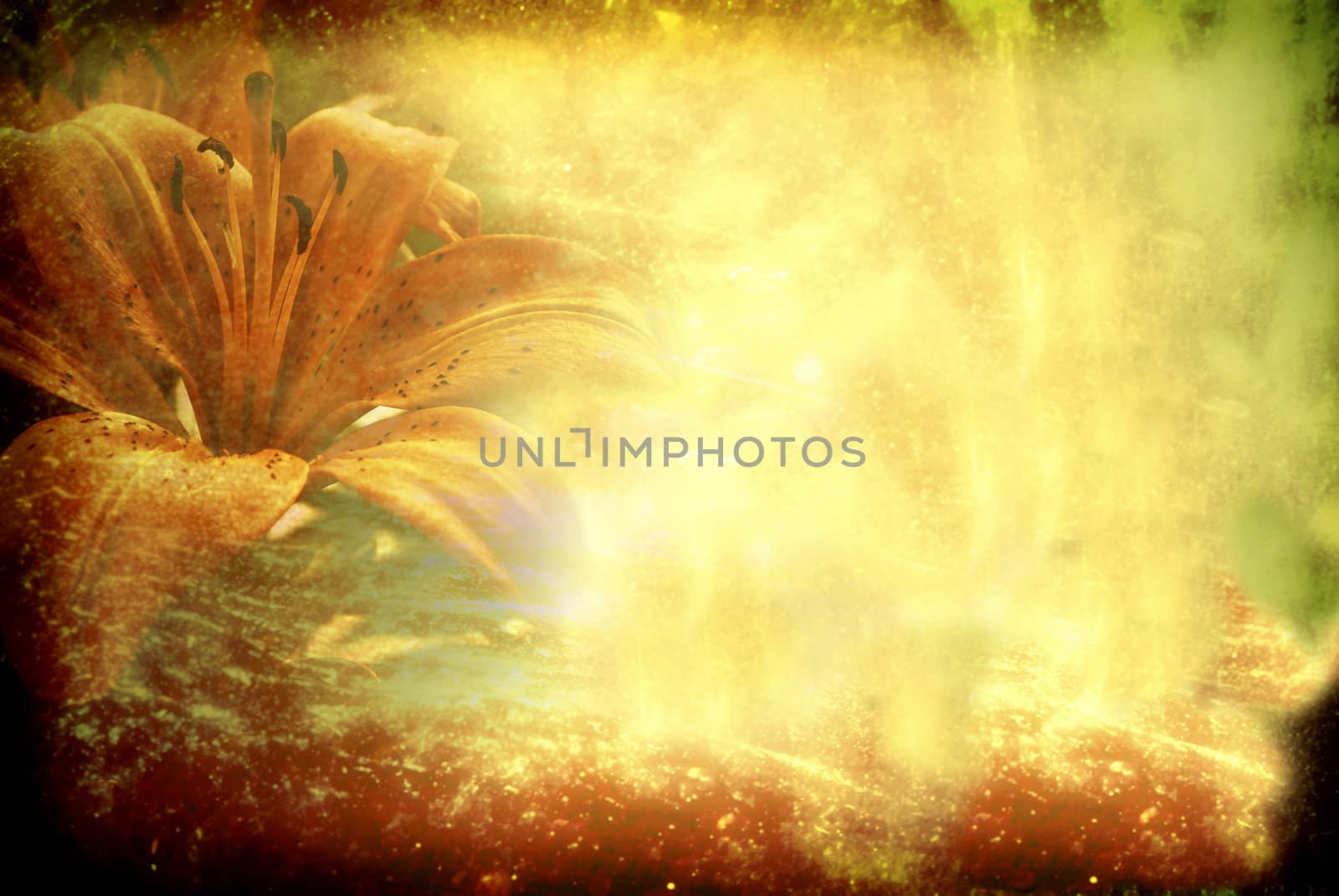 lily flower on grunge old background  by Carche