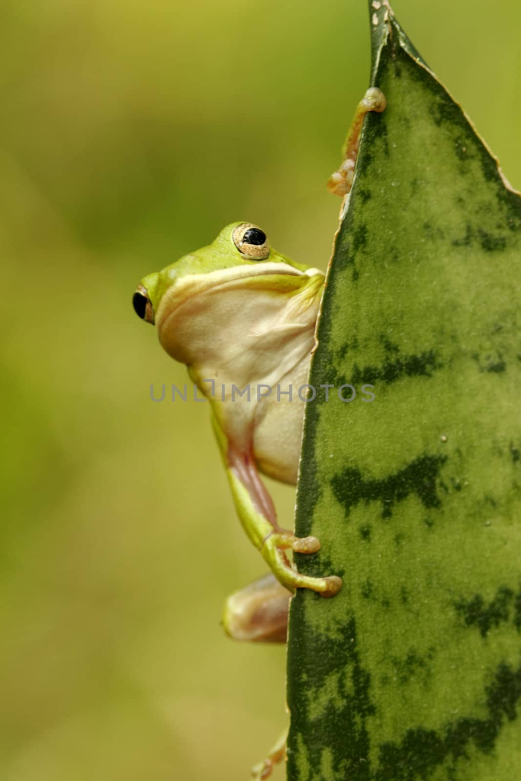 Green tree frog (Hyla cinerea) on a leaf