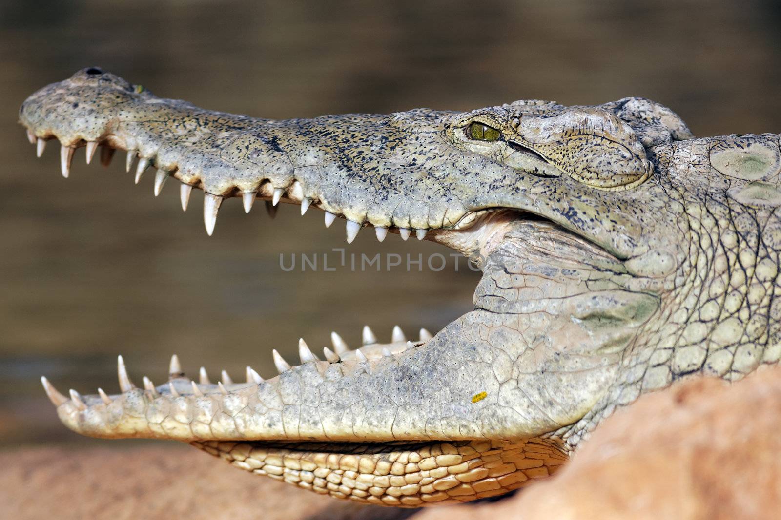 big head of crocodile resting on a rock with open mouth