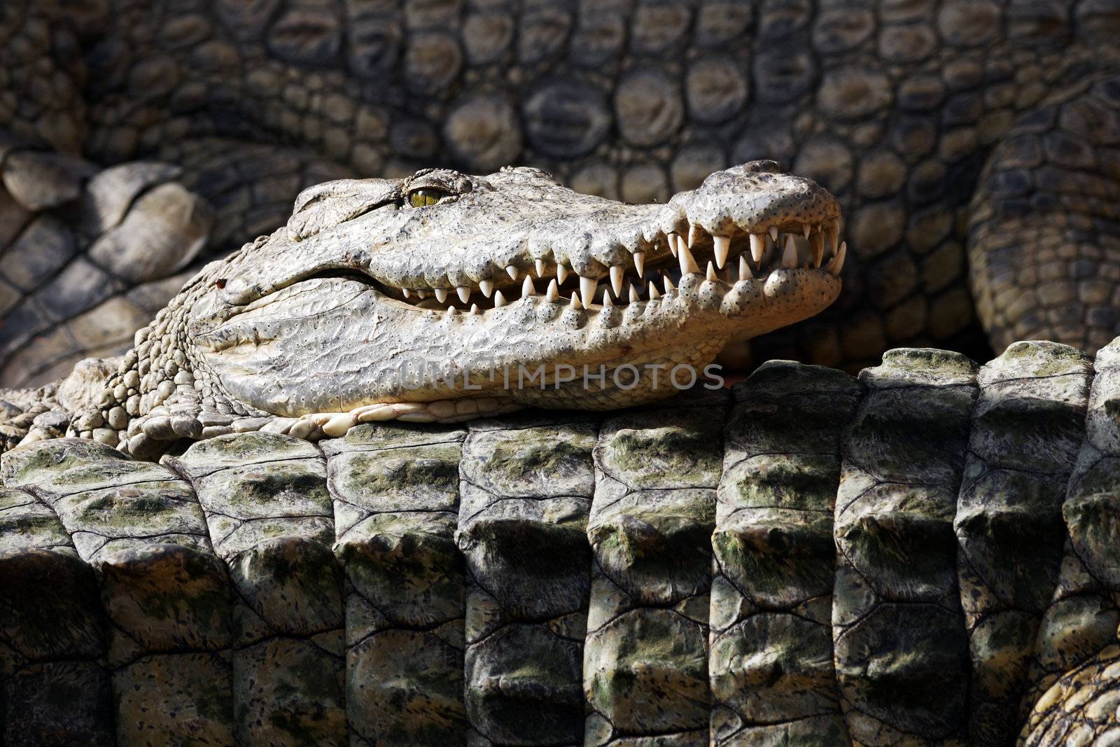 Crocodile sleeping with head above other crocodiles under the sun