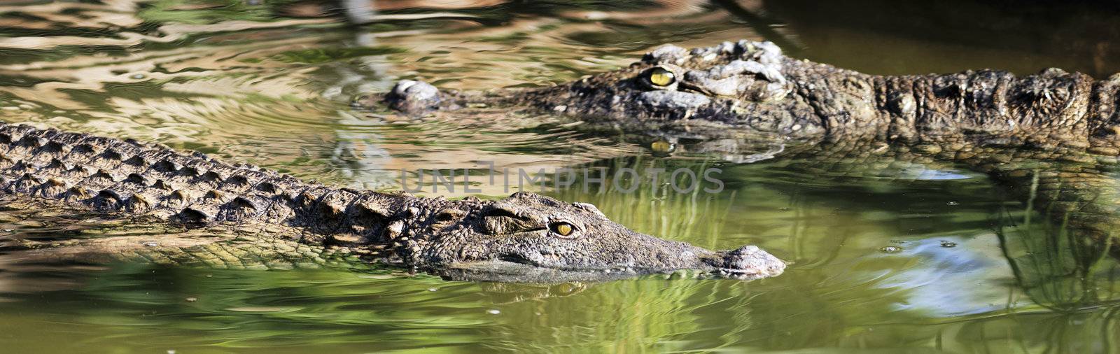 two crocodiles swimming in green water under the sun