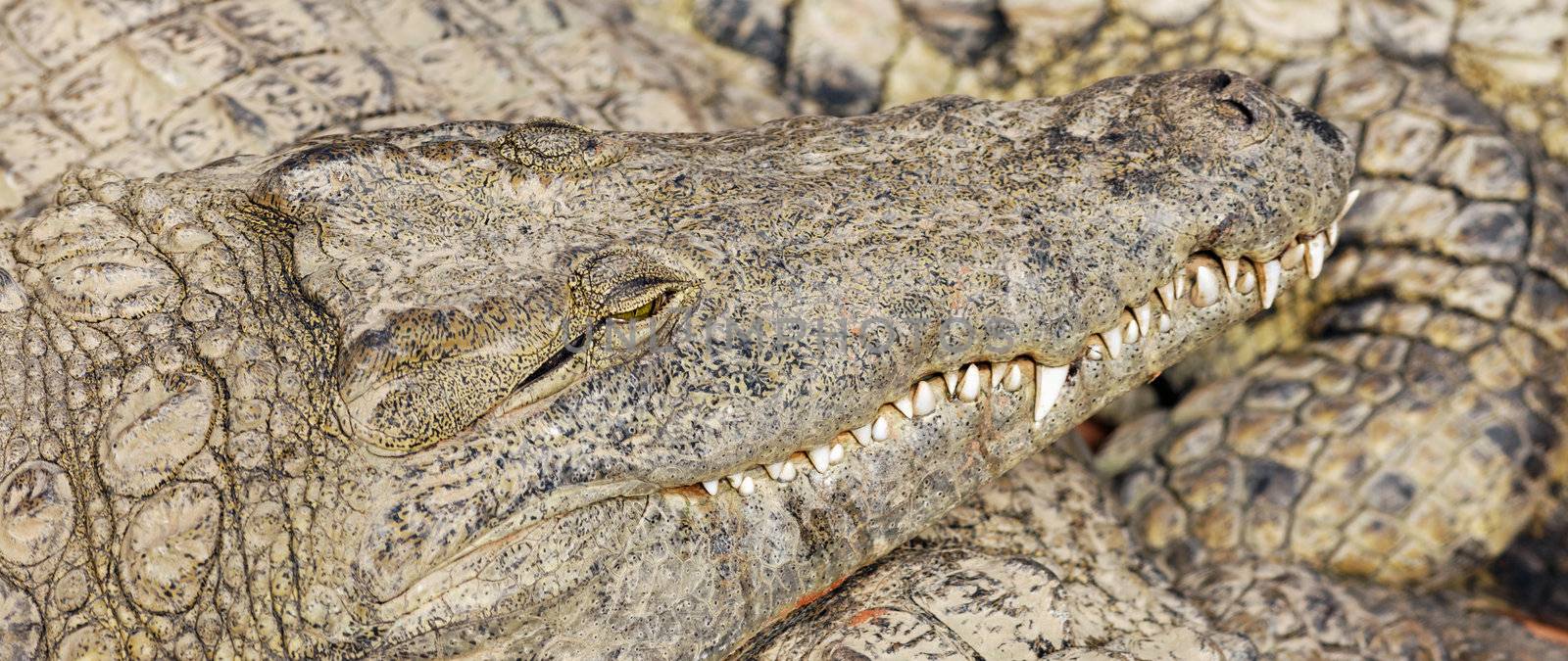 crocodiles sleeping by vwalakte