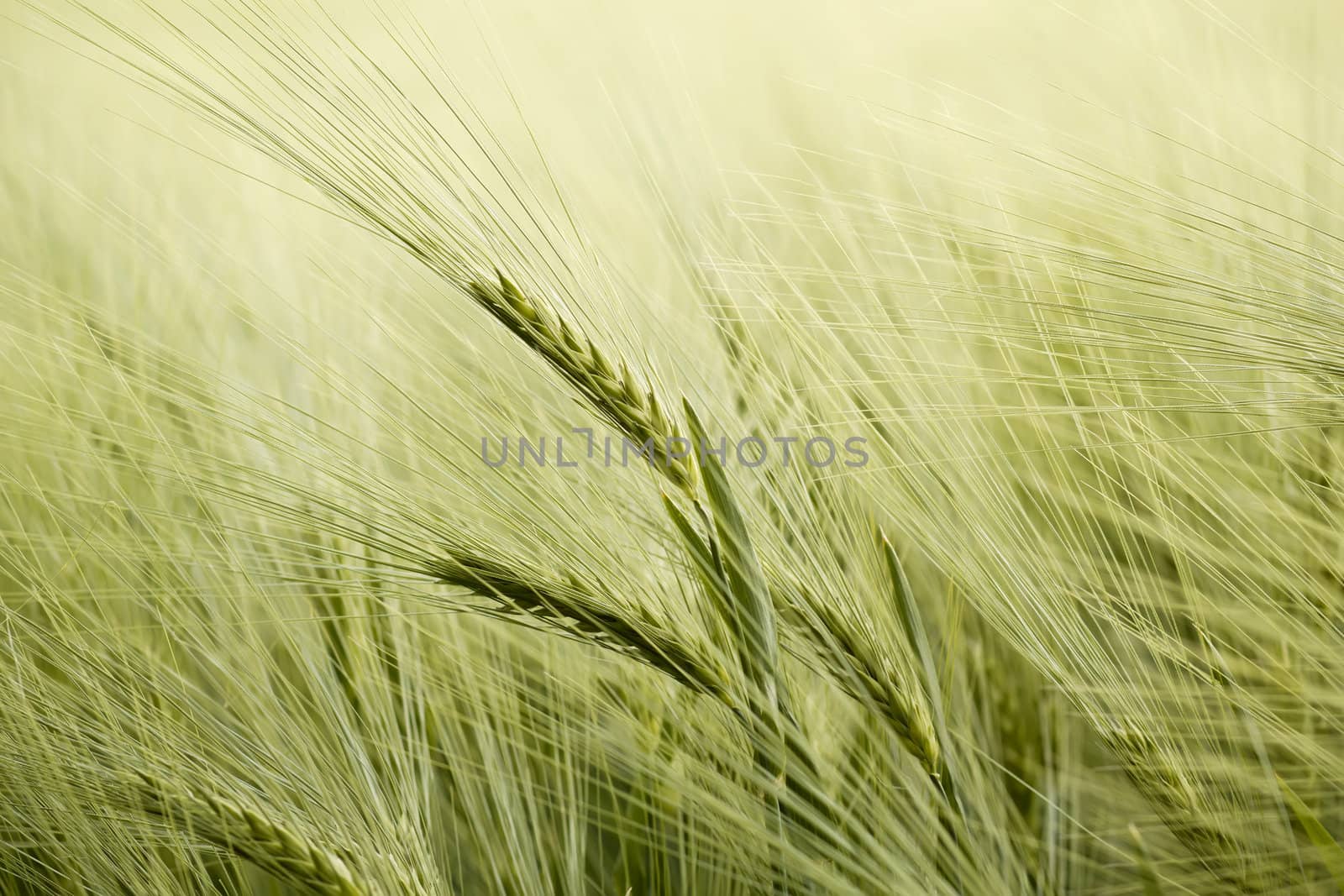 close up detail of organic green grains in summer time