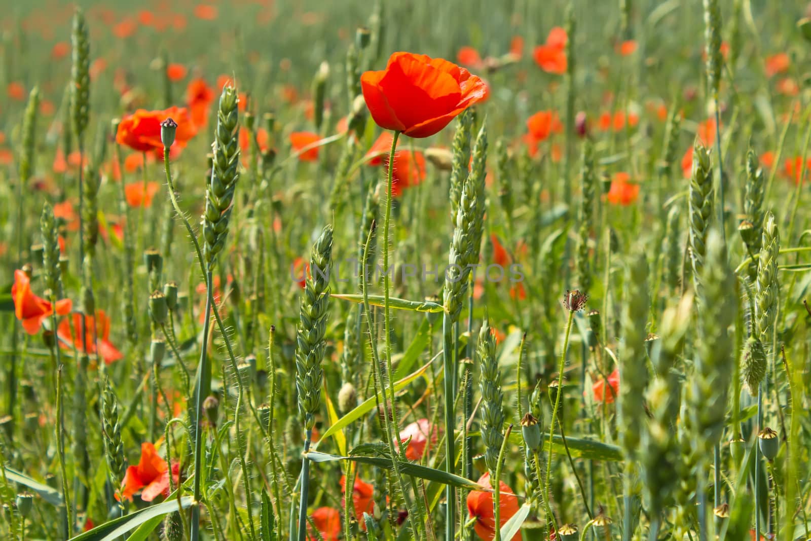 close up detail of green wheat with red poppy 