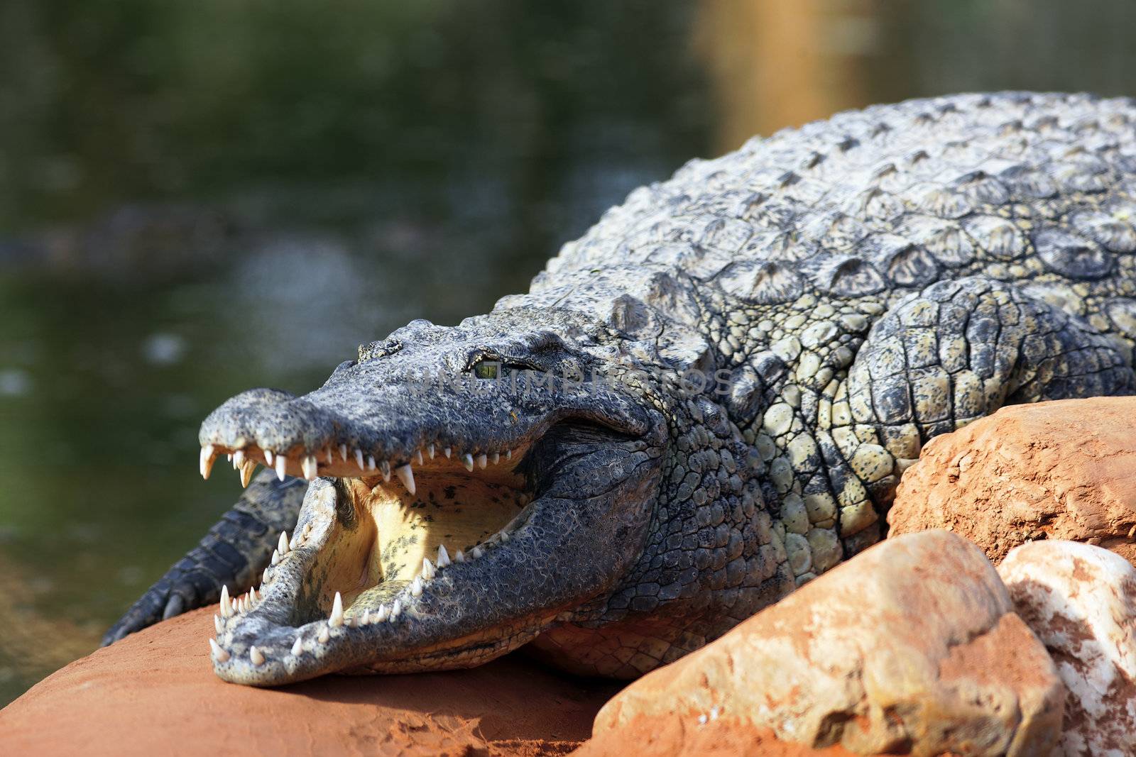 crocodile resting on a rock under the sun