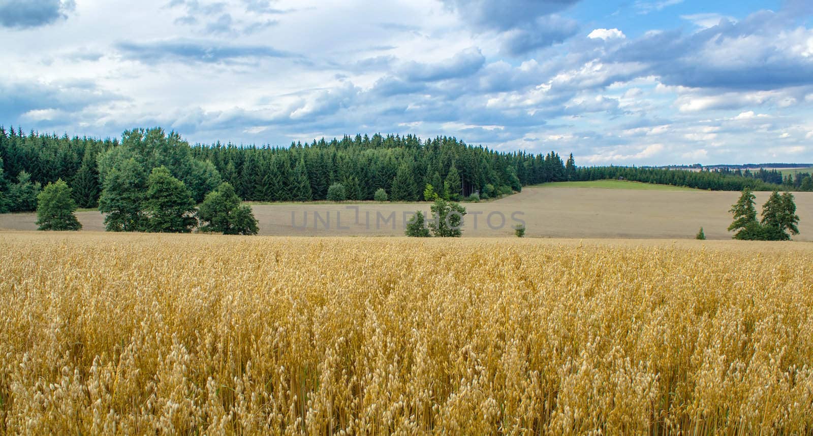 Summer landscape with field and meadow by artush