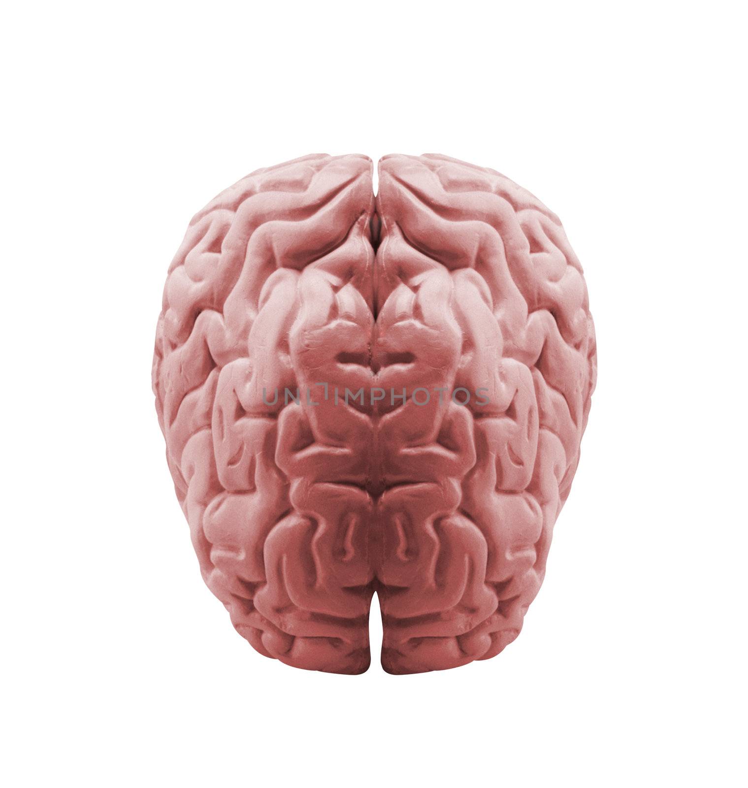 The human brain