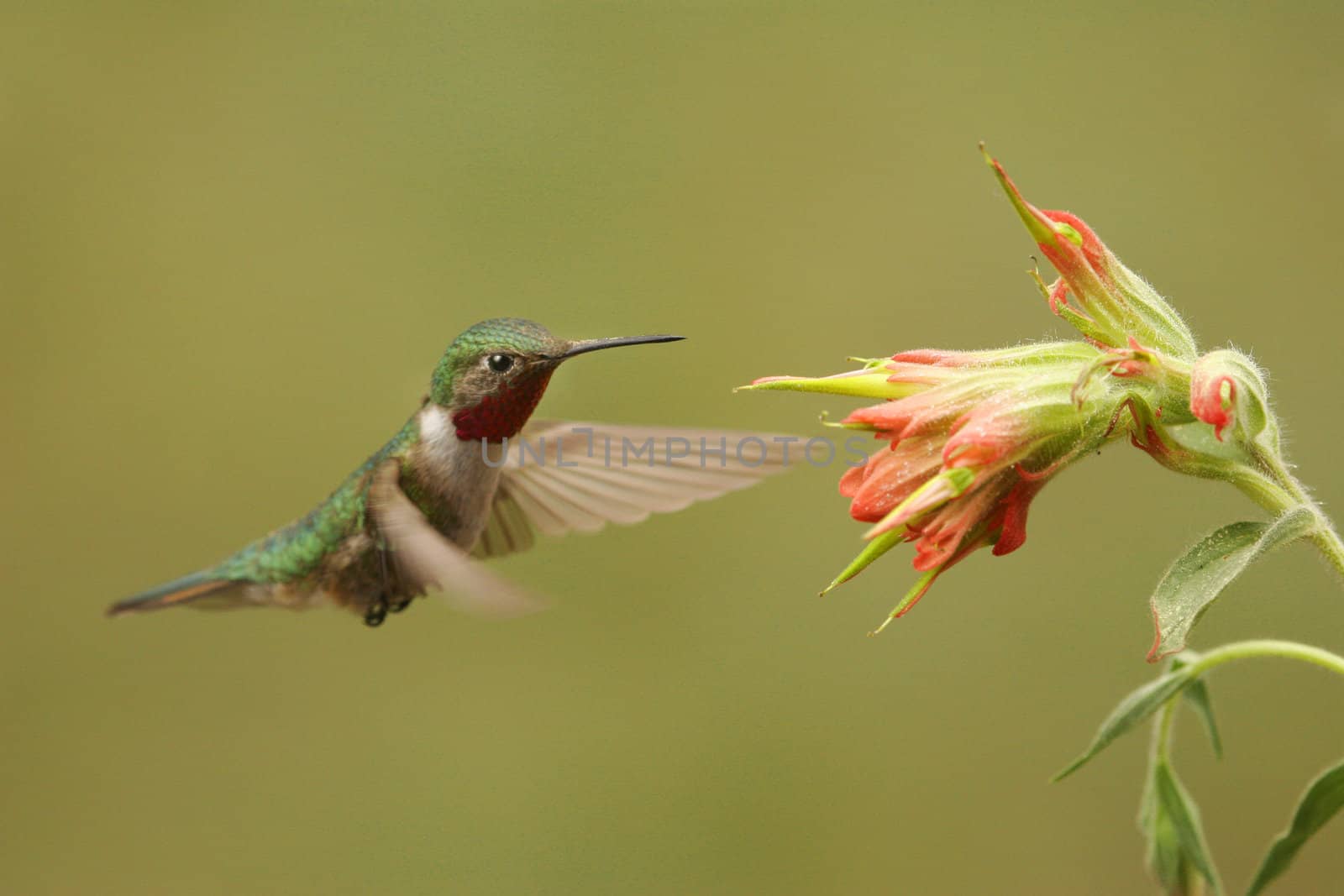 Broad-tailed hummingbird female by donya_nedomam