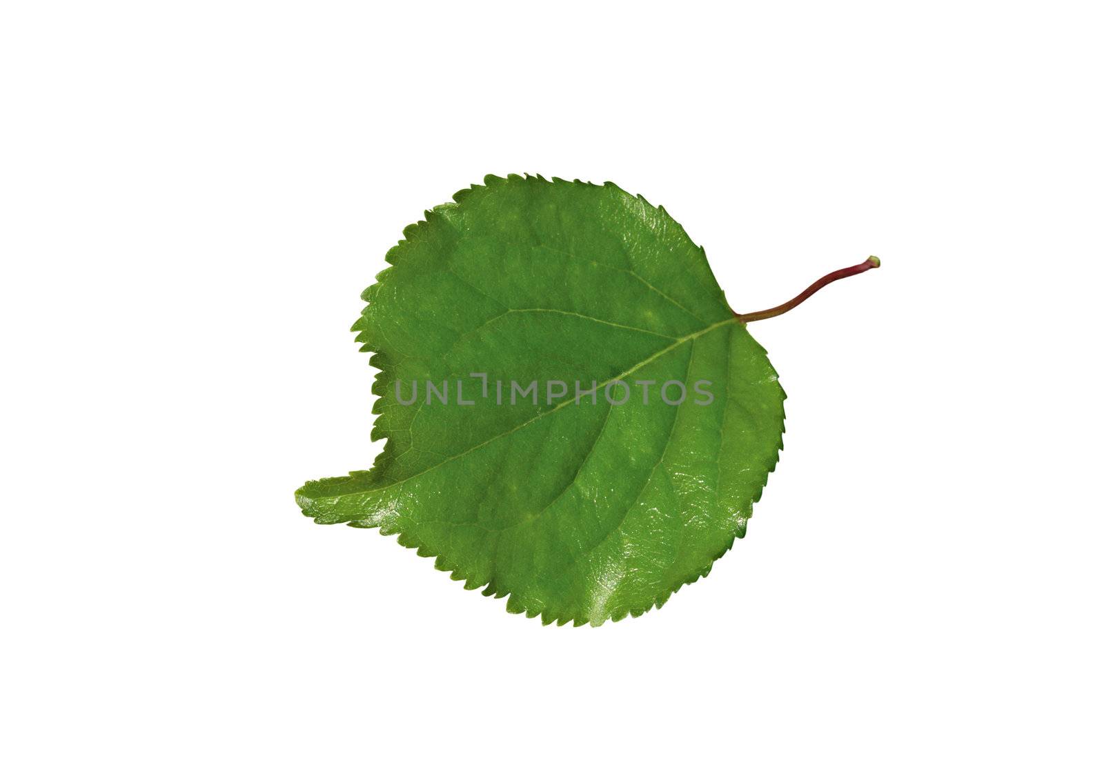 Laurel leaf isolated on white background
