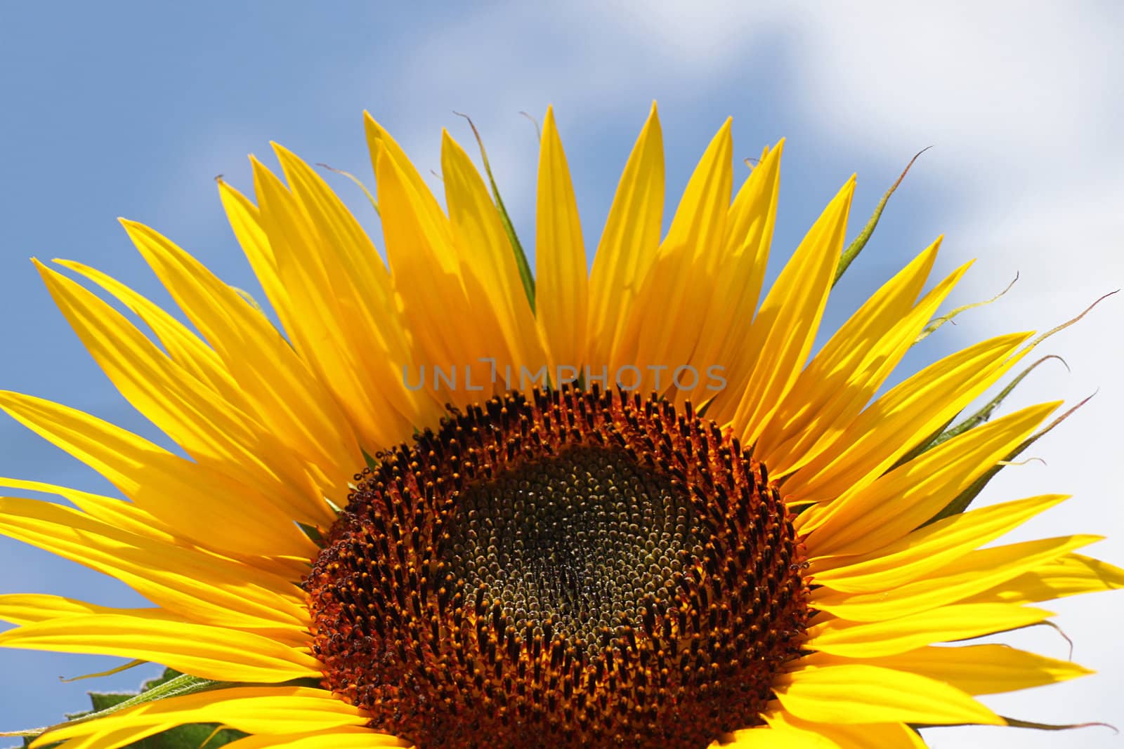 sunflower by romantiche