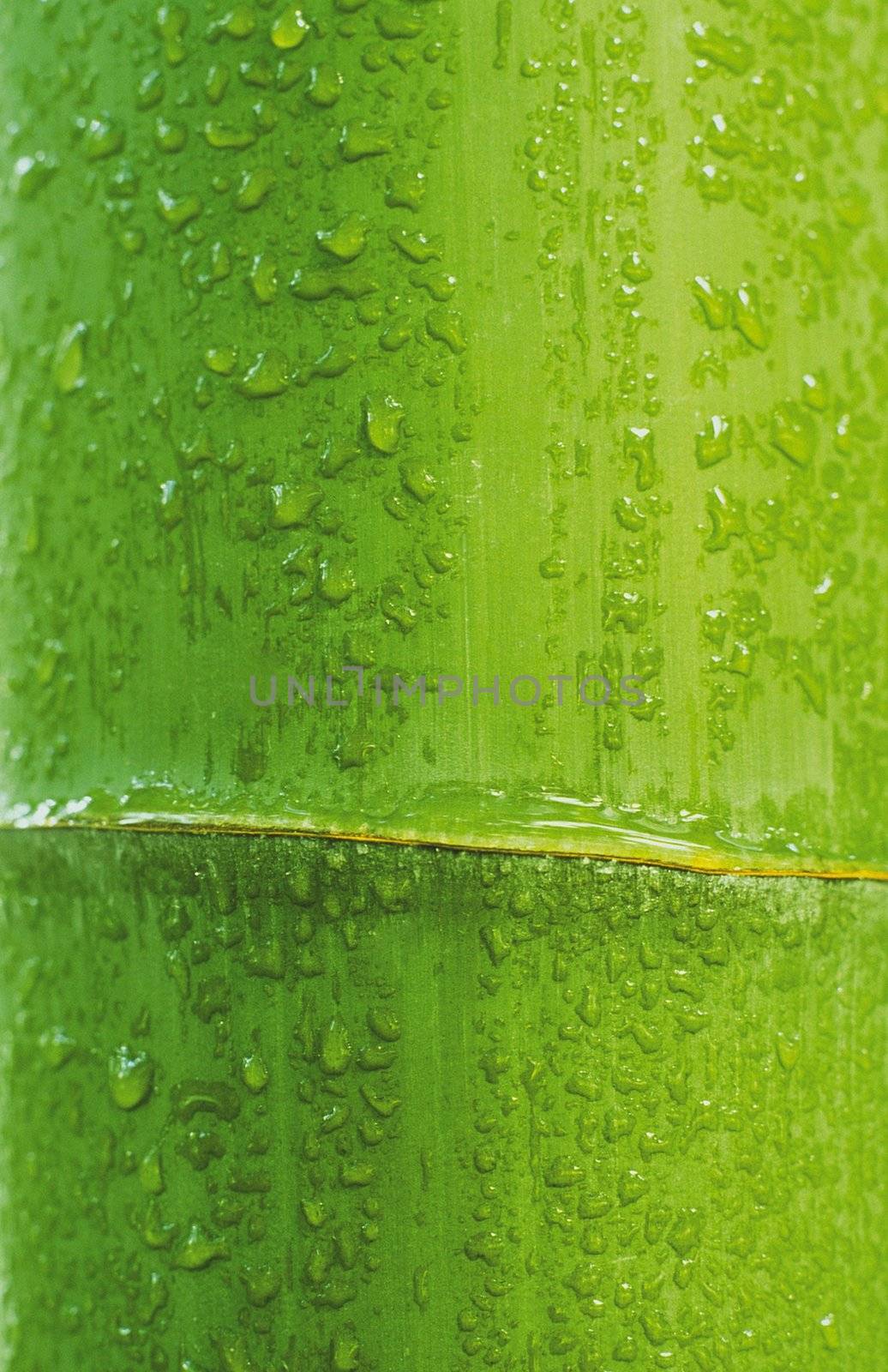 bamboo background
