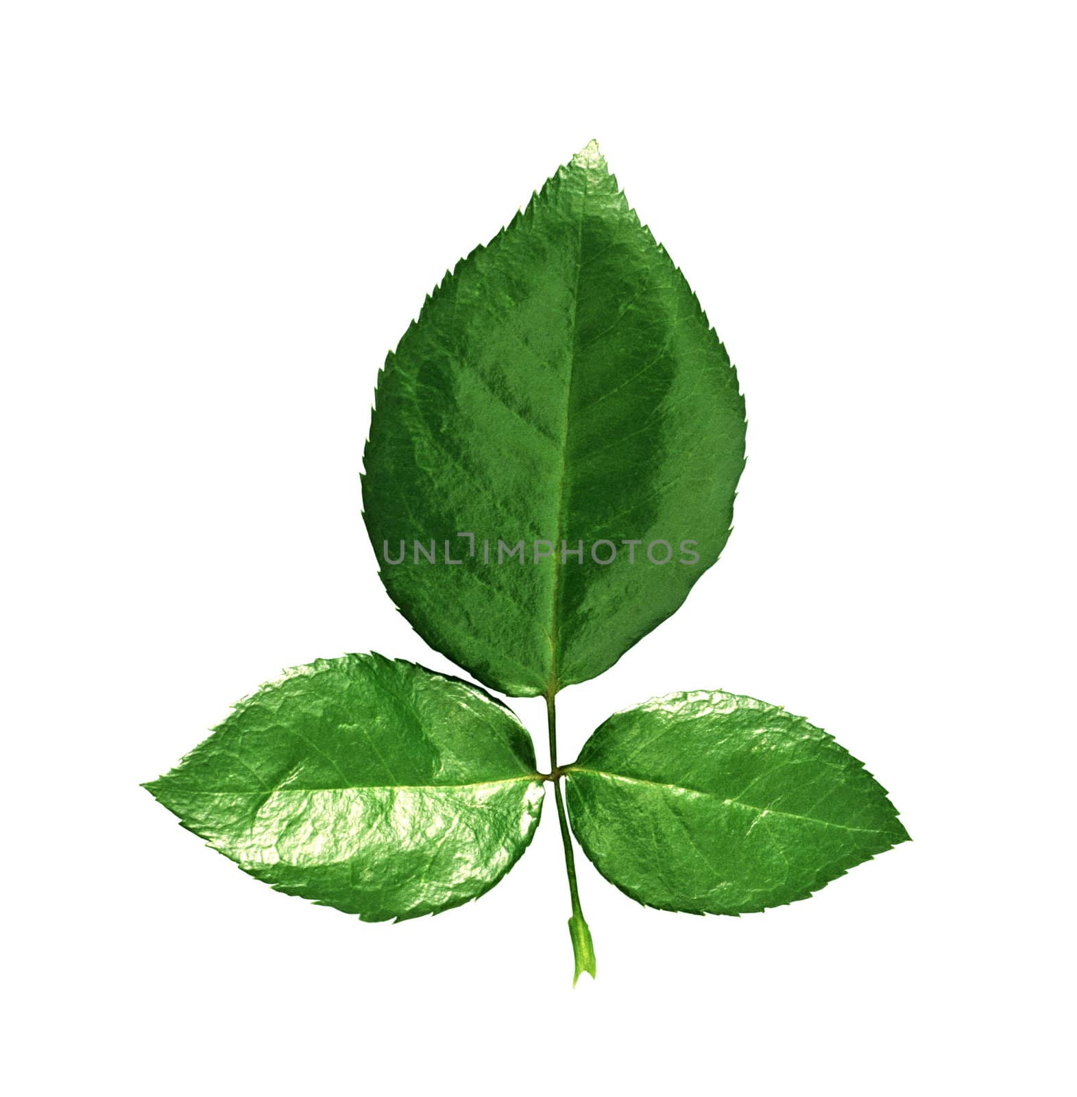 Green small leaves on the white background