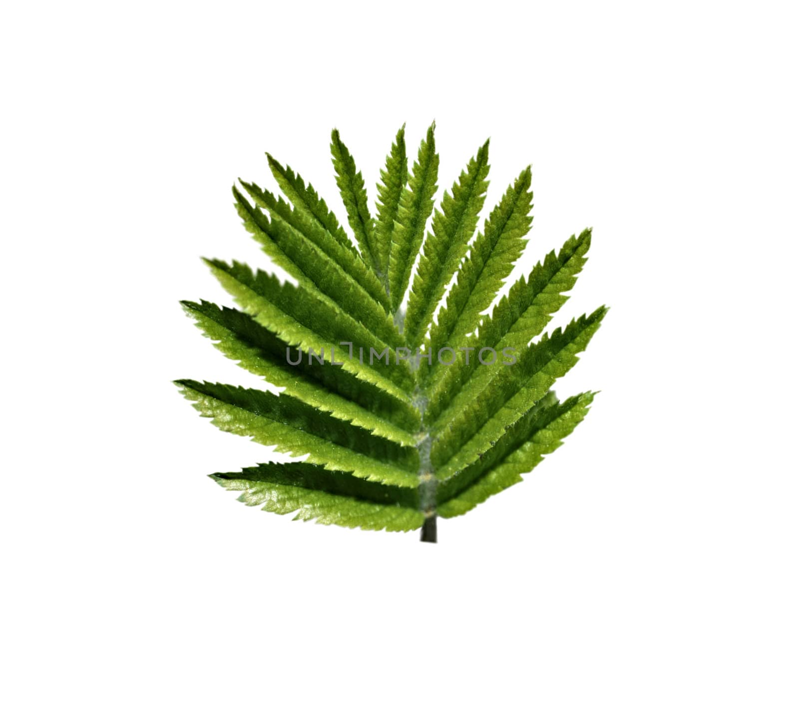 Close-up of green leaf