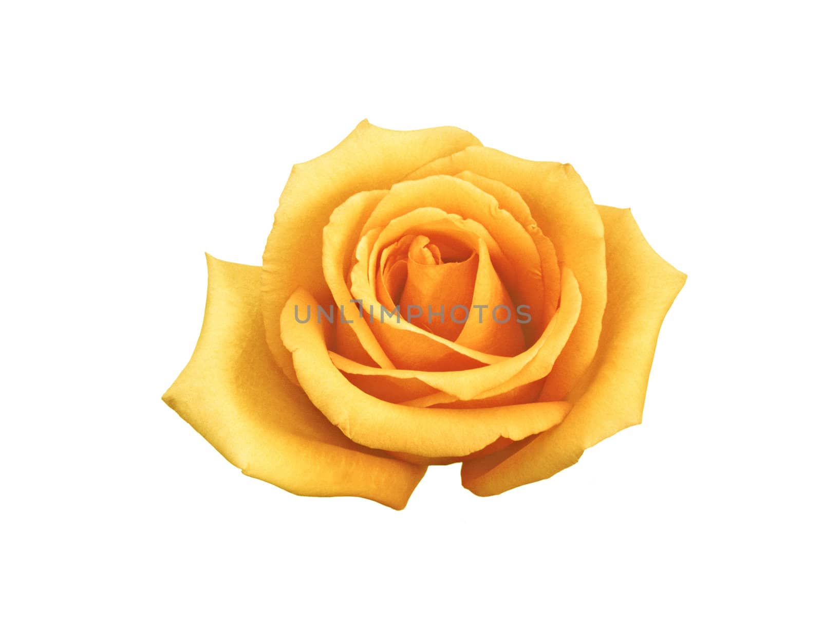 rose buttercream