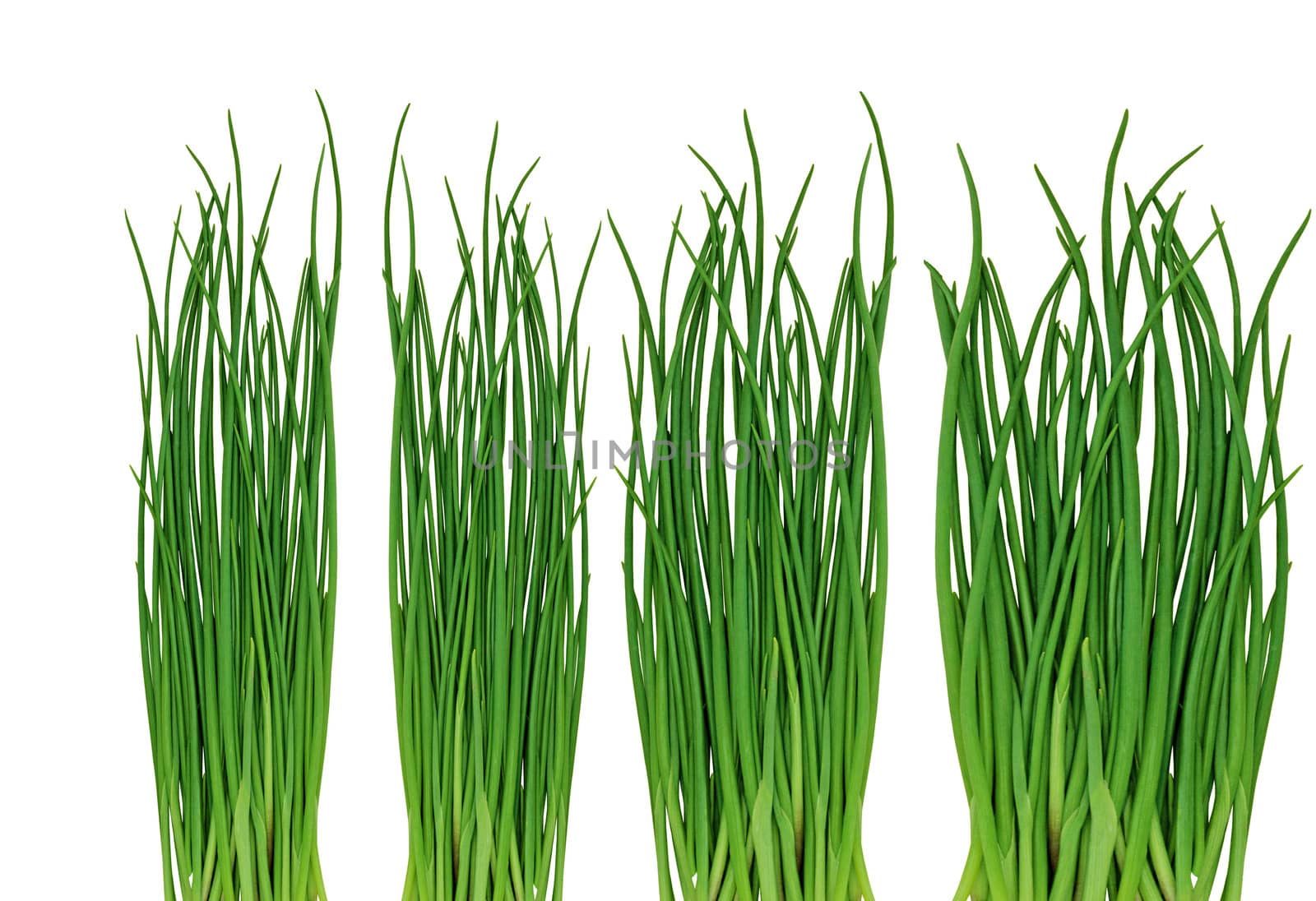 Green grass on the white background