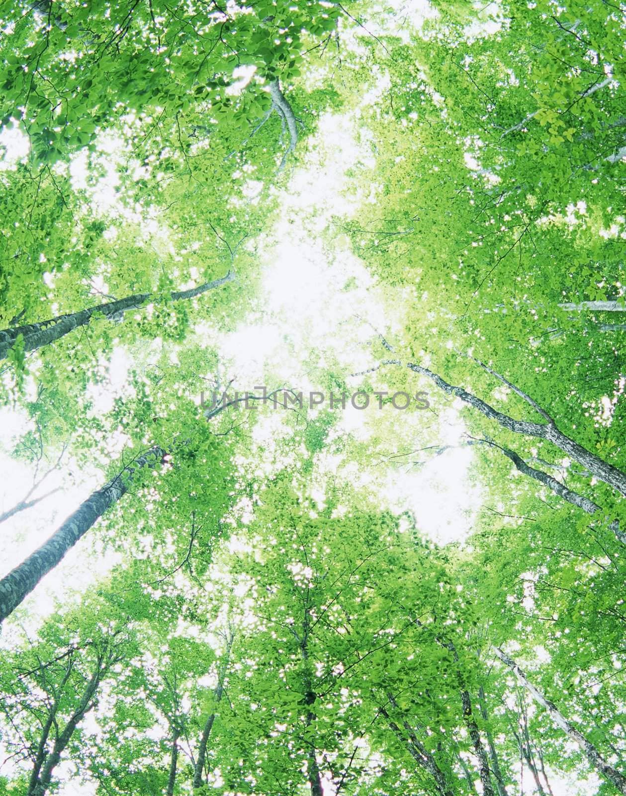 Green oak leaves, bright sun
