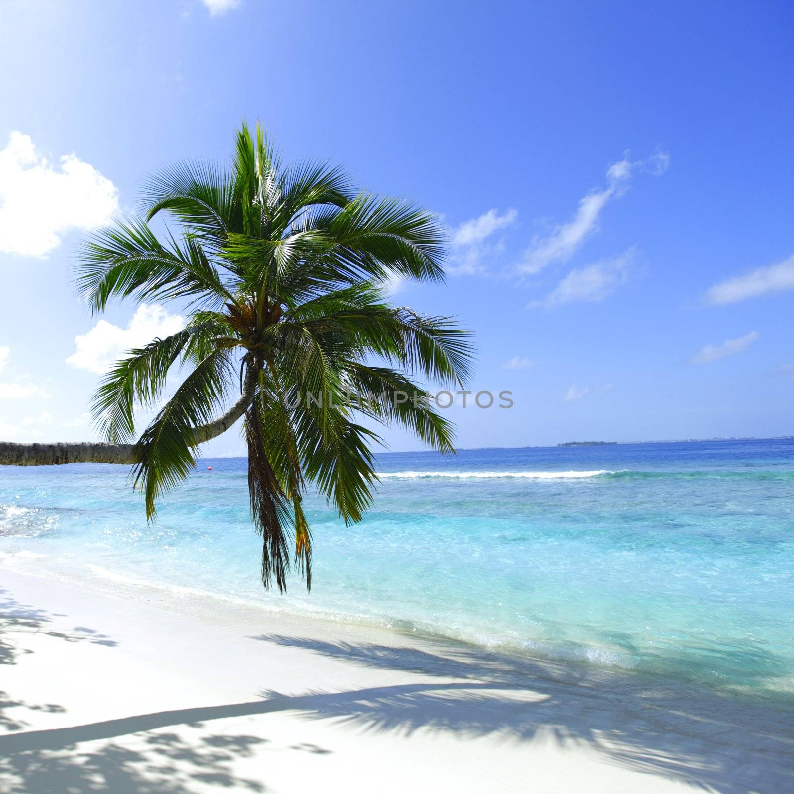 Palm on beach and sea background of malives resort