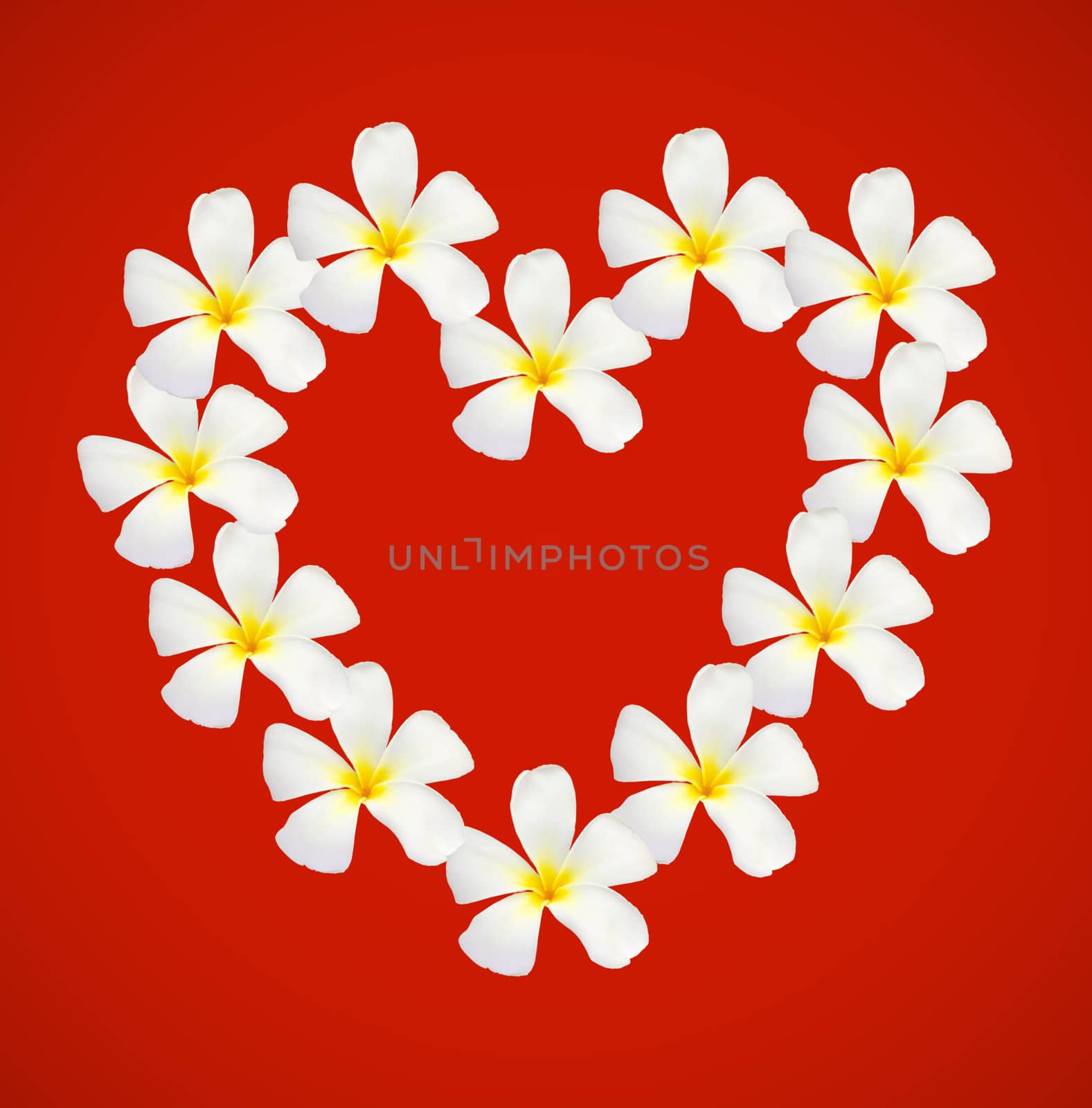 frangipani shape as heart isolated on red background