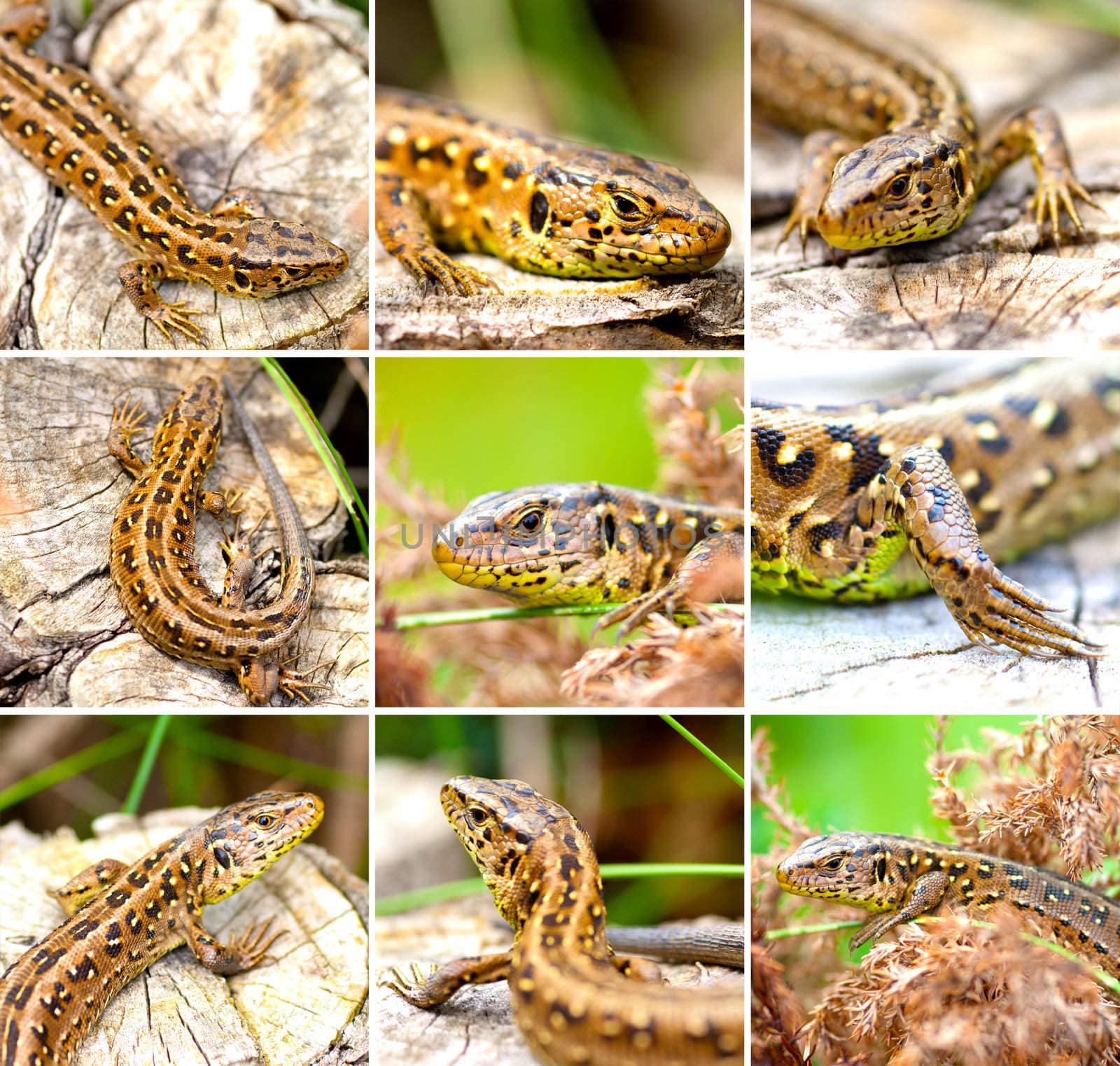 set of Sand Lizard (Lacerta agilis)