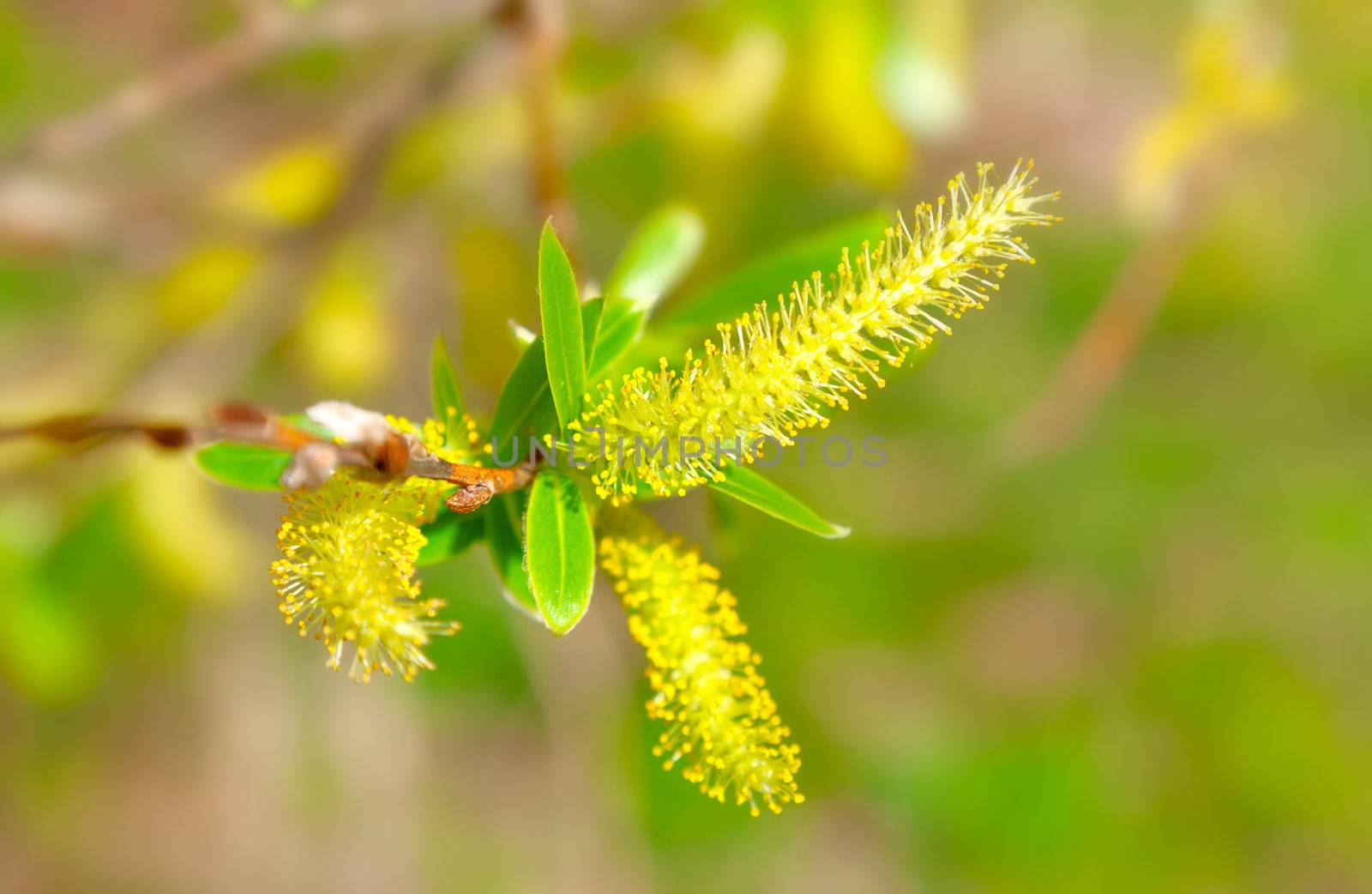 macro shot of blooming willow tree. Salix caprea. summertime by motorolka