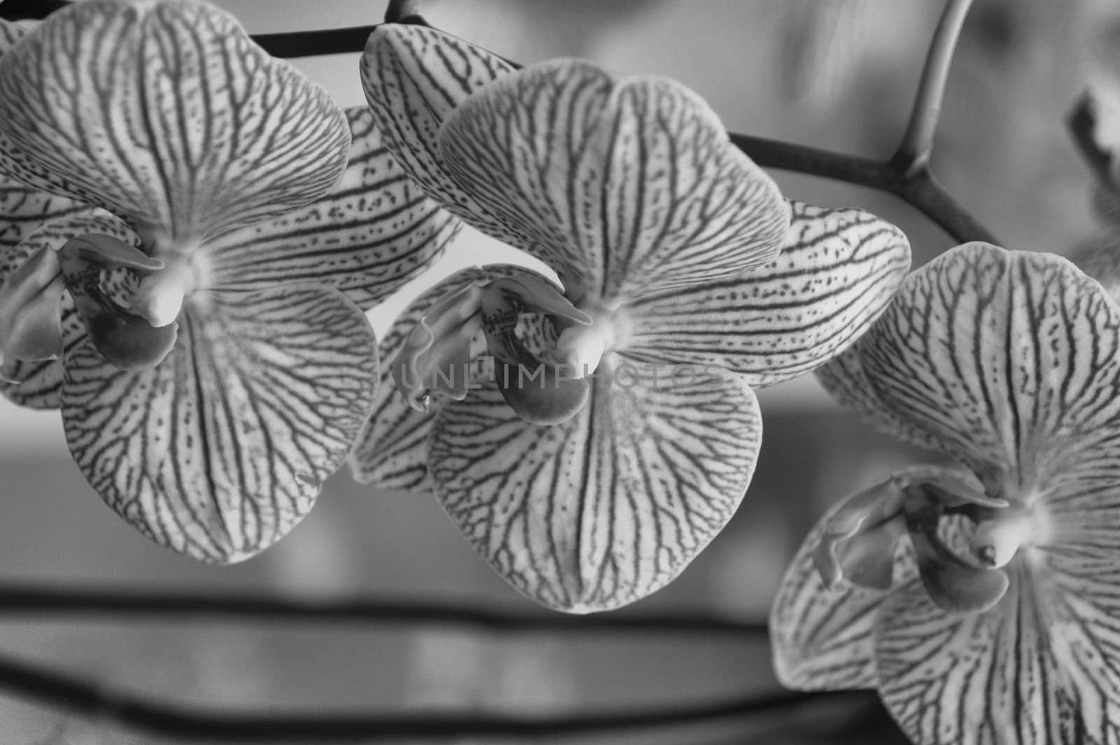 A closeup view of a white and purple striped orchids in bloom