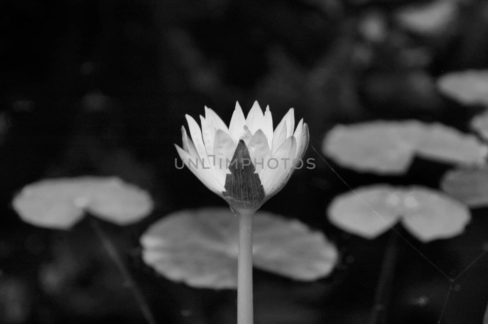 Lilly in the pond by northwoodsphoto