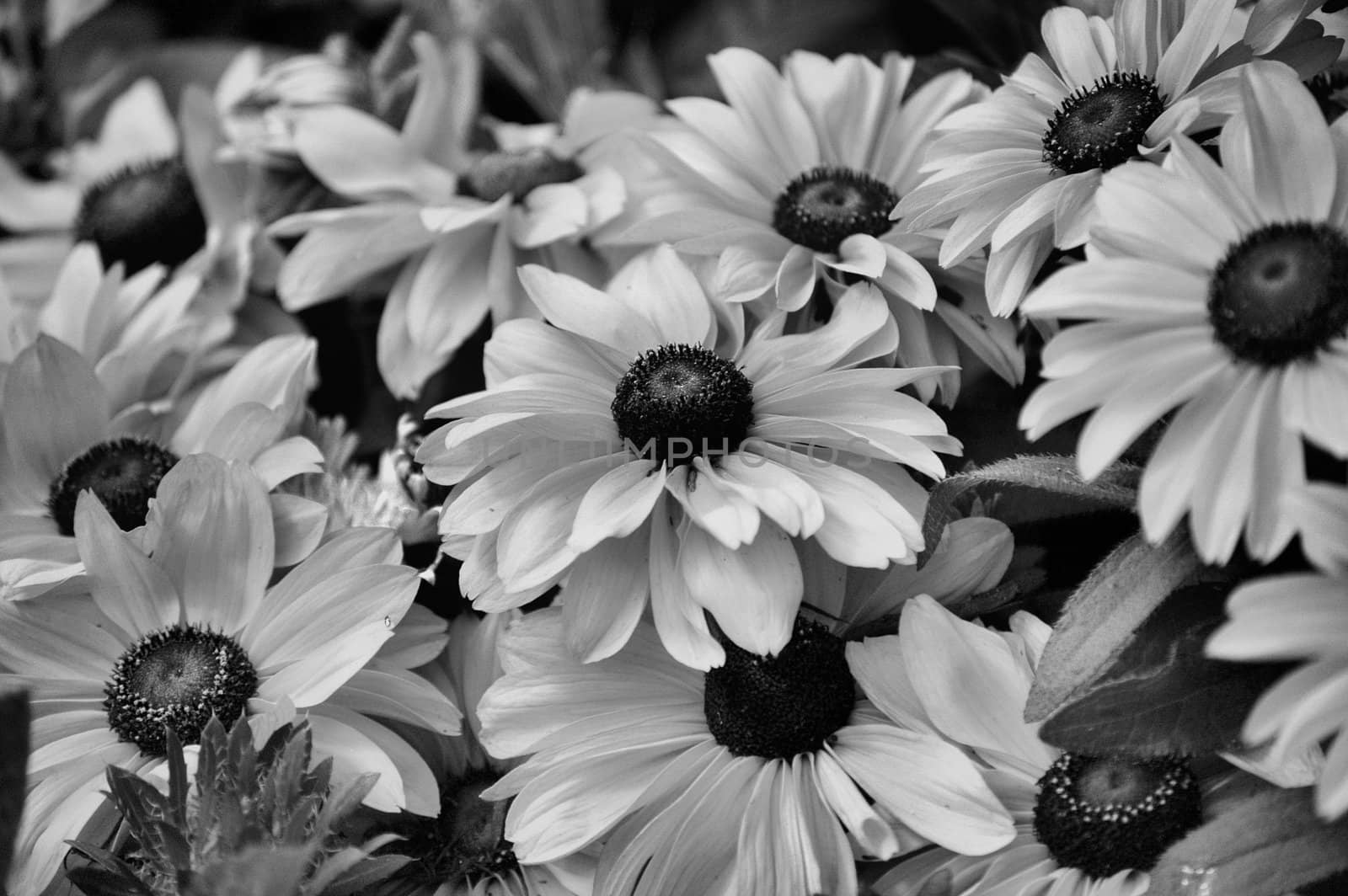 Flowers up close by northwoodsphoto