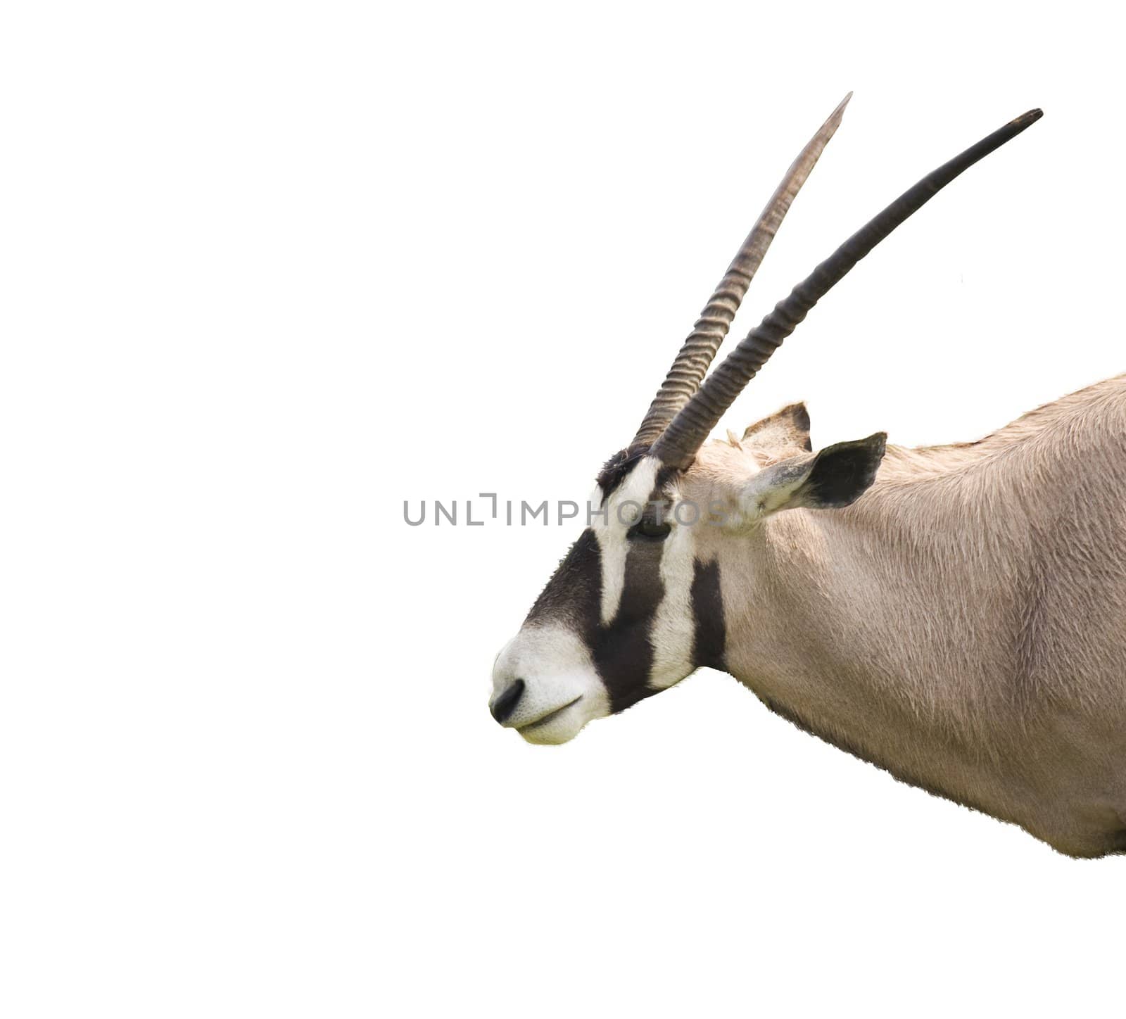 An oryx in profile and isolated on white