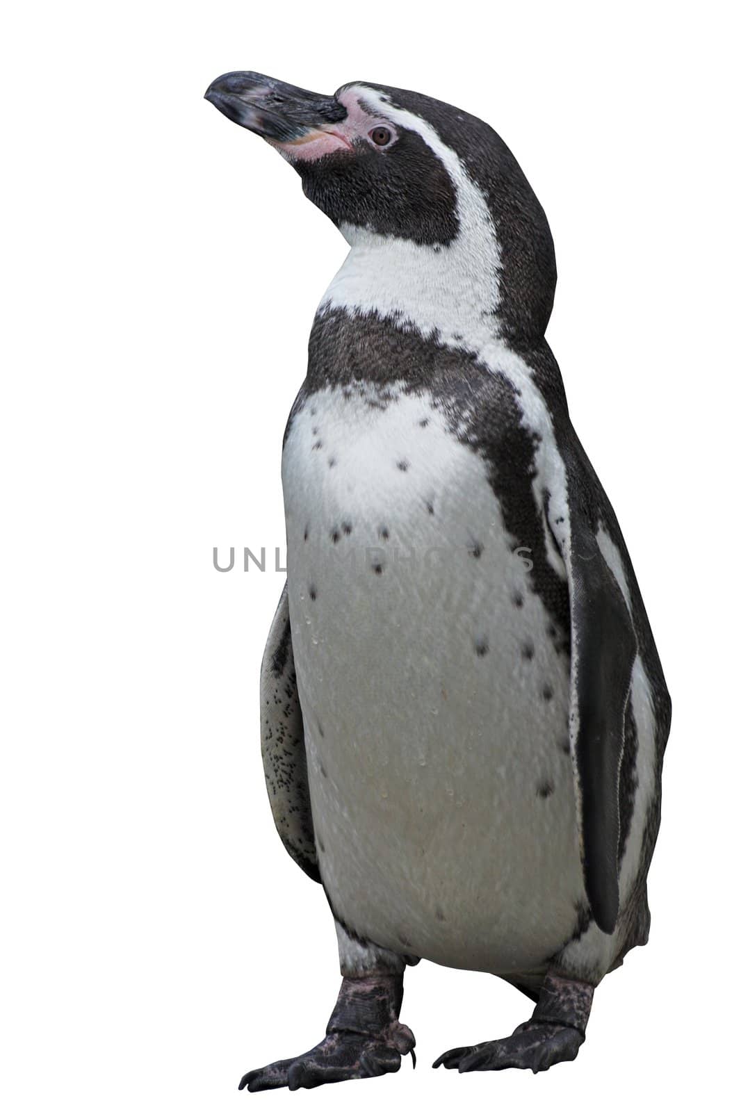 A young Humboldt penguin standing upright With clipping path