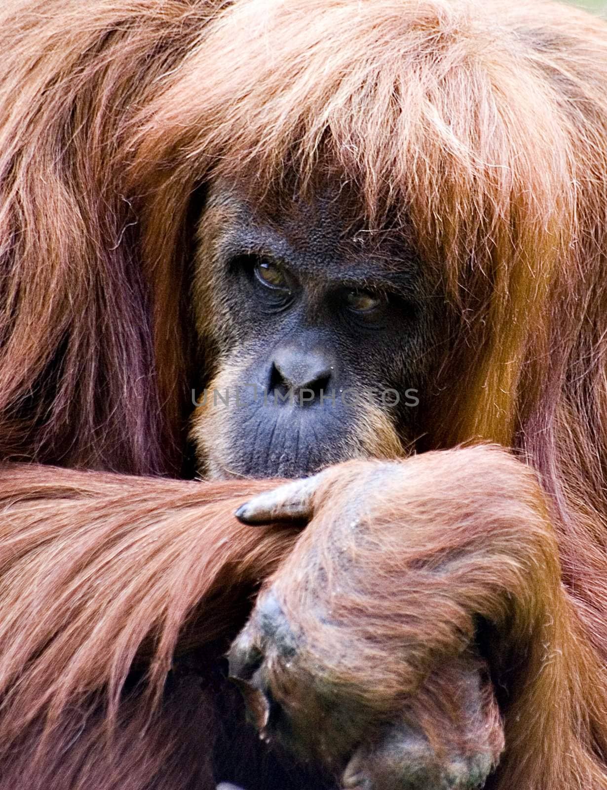 An orang uan stares from behind his folded hands