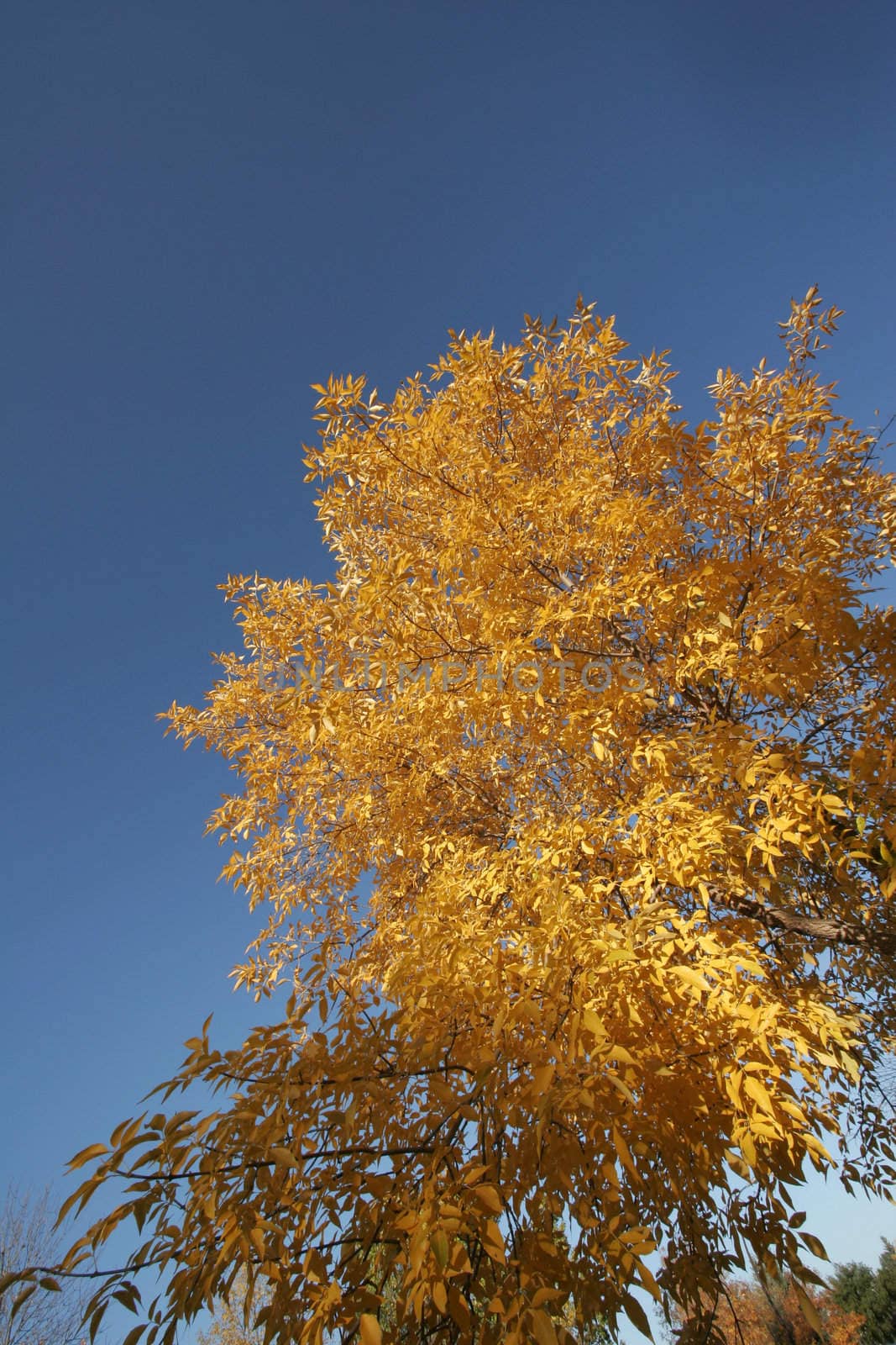 Fall by Imagecom