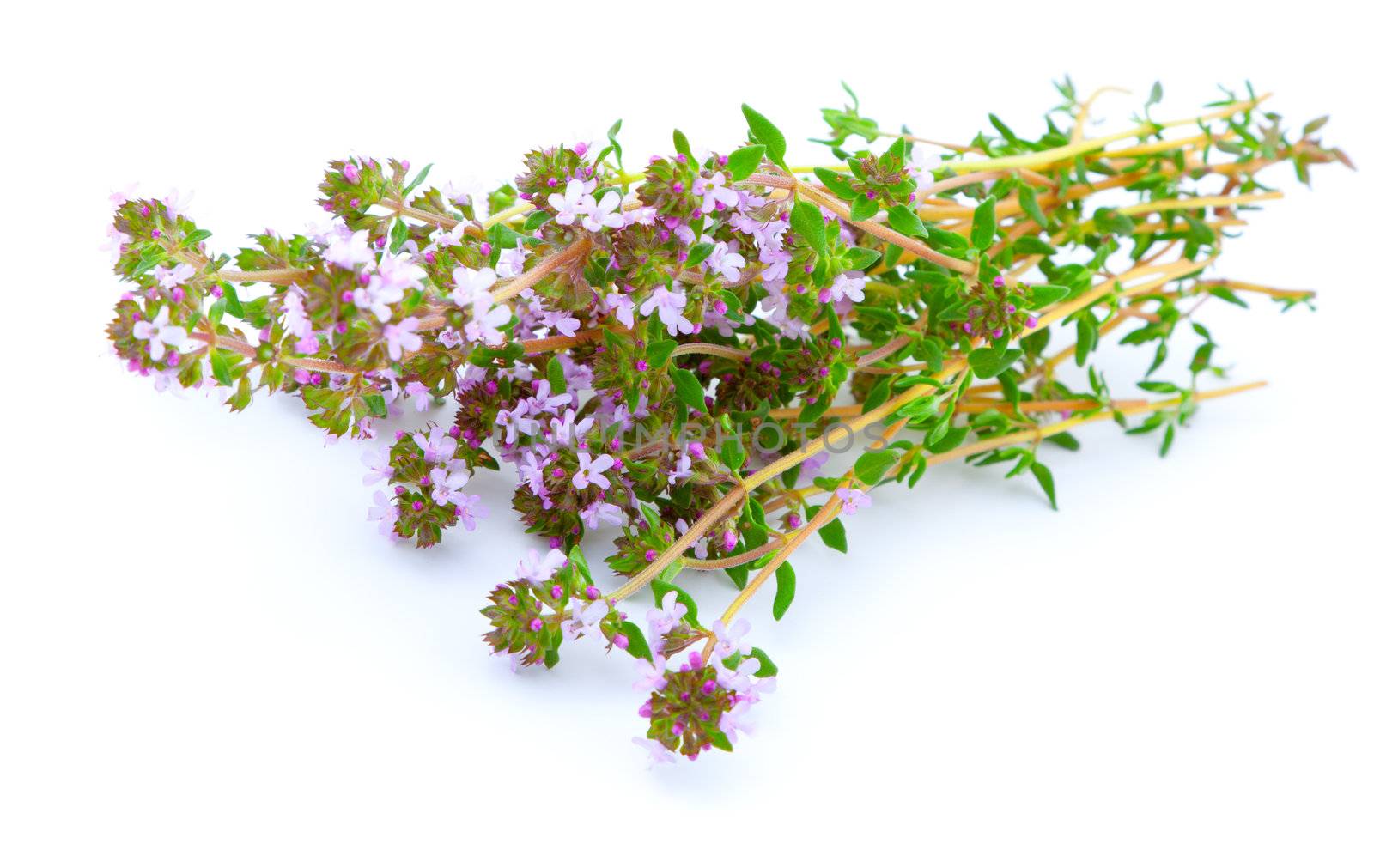 thyme on white isolated background