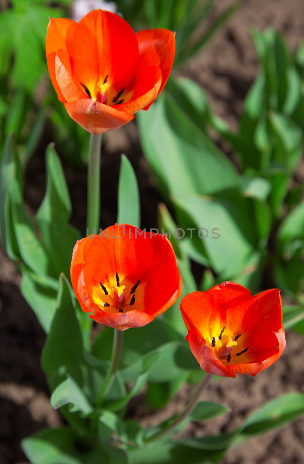 red tulips