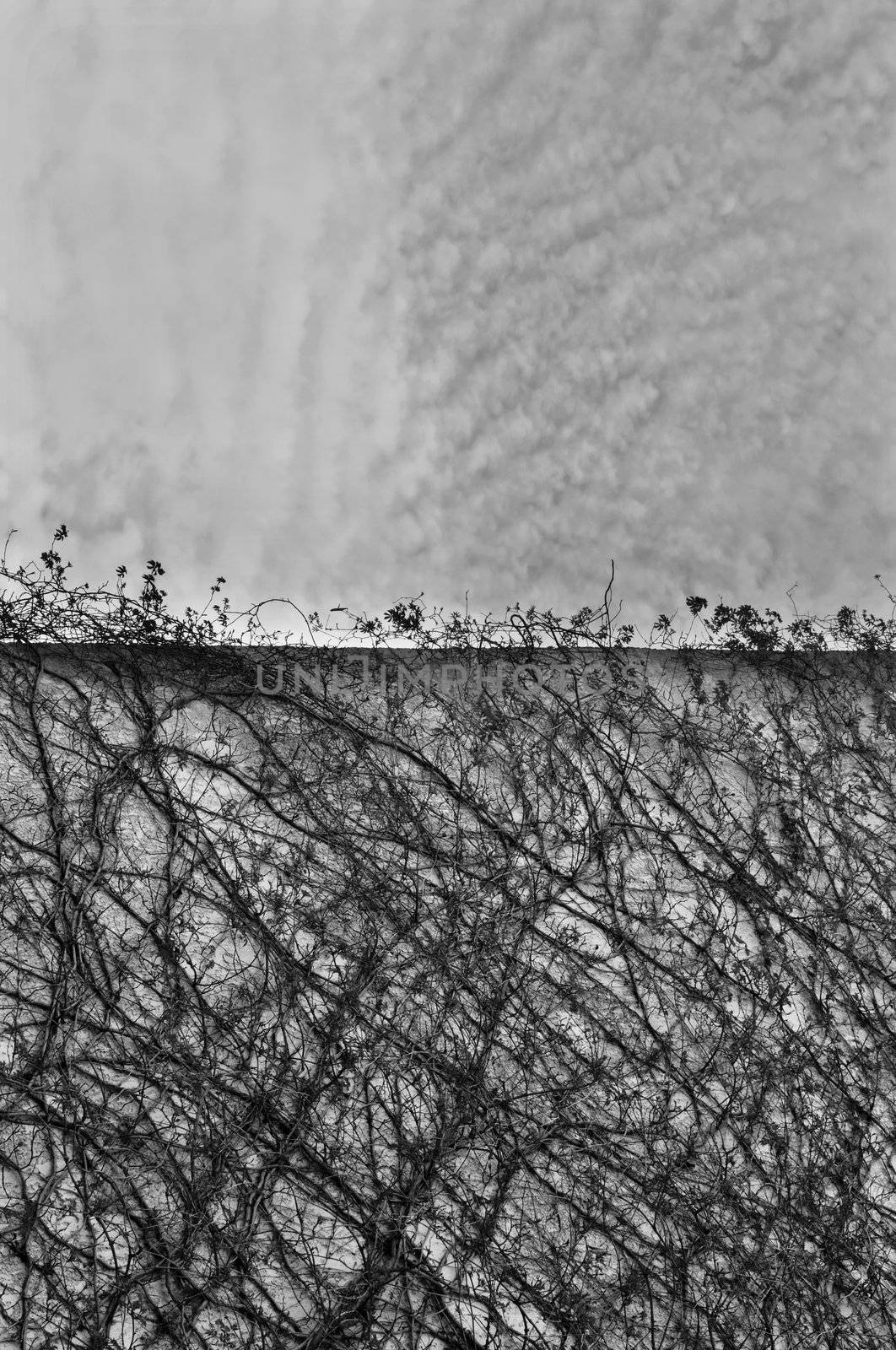 Creeper plant on concrete wall and cloudy sky. Black and white.