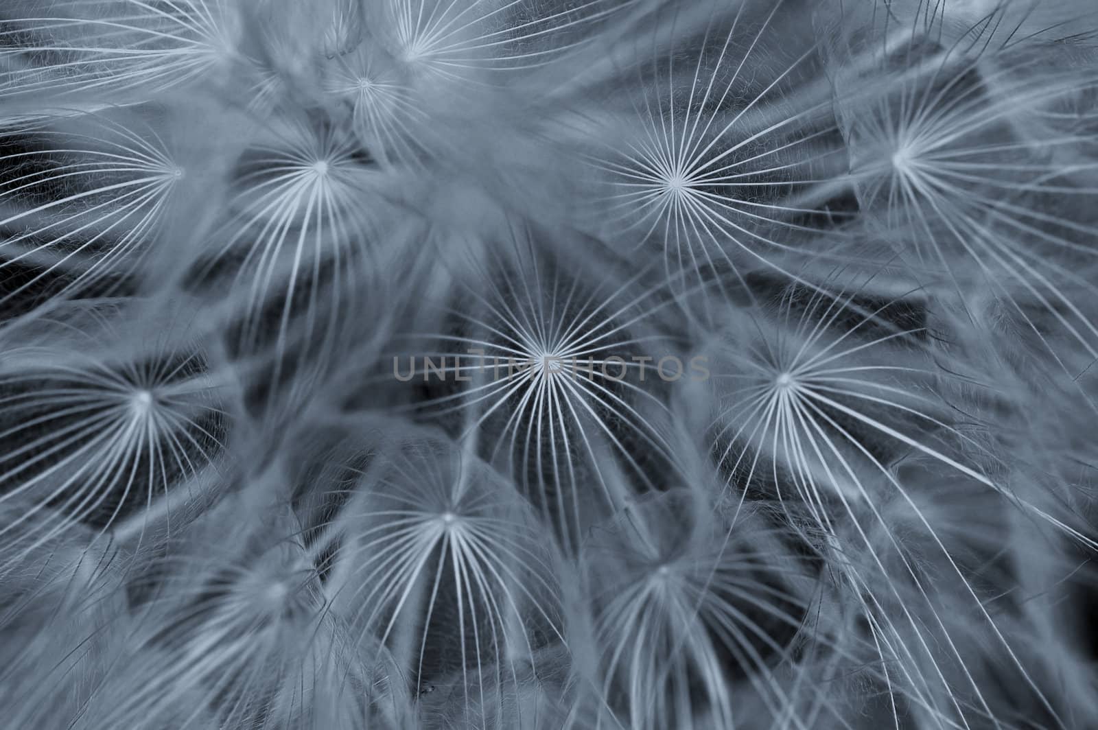 Dandelion plant macro abstract background. Selective focus.