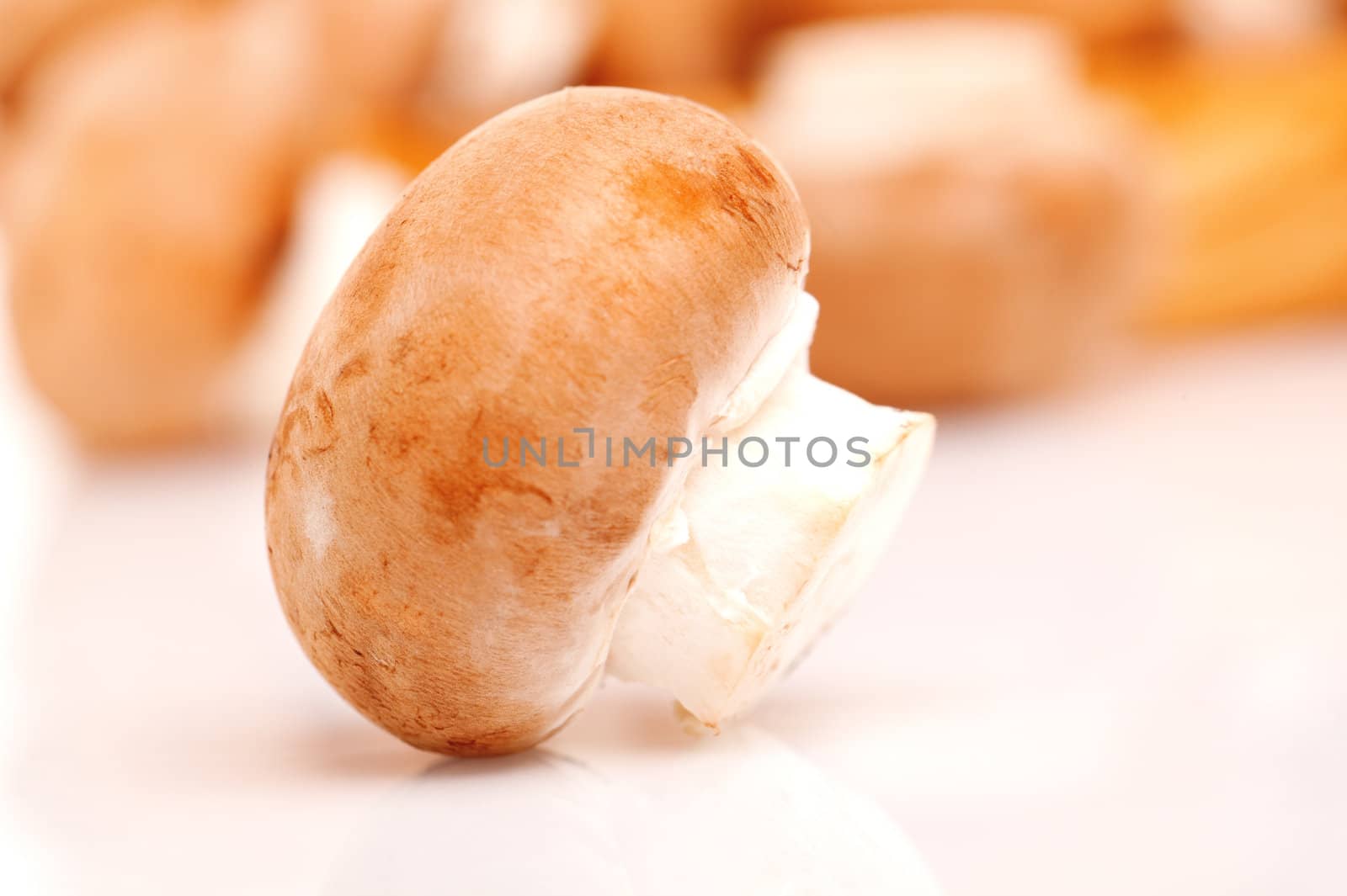 macro shot of fresh mushrooms