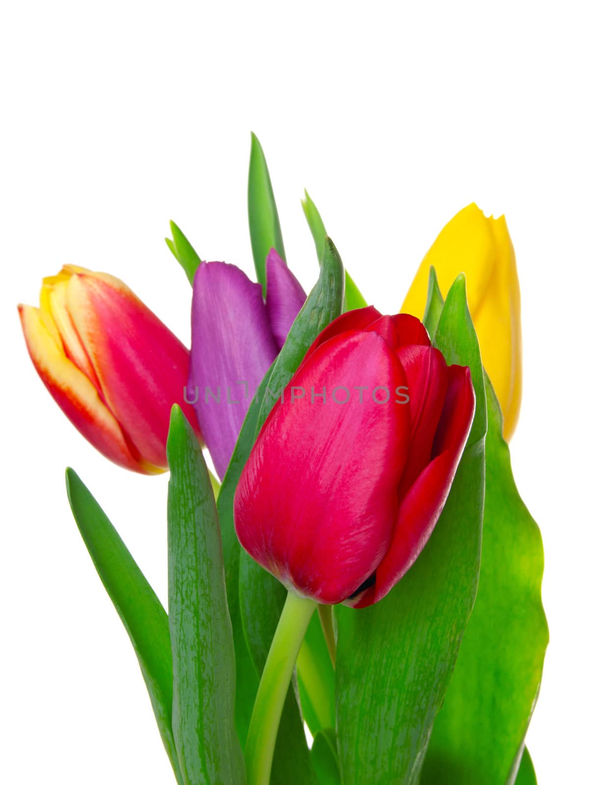 tulips on isolated background