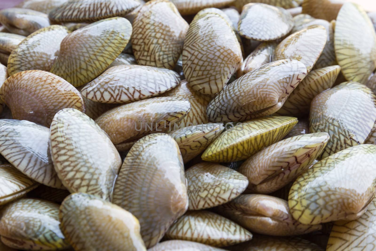 Raw Carpet clam from the seafood market for sale