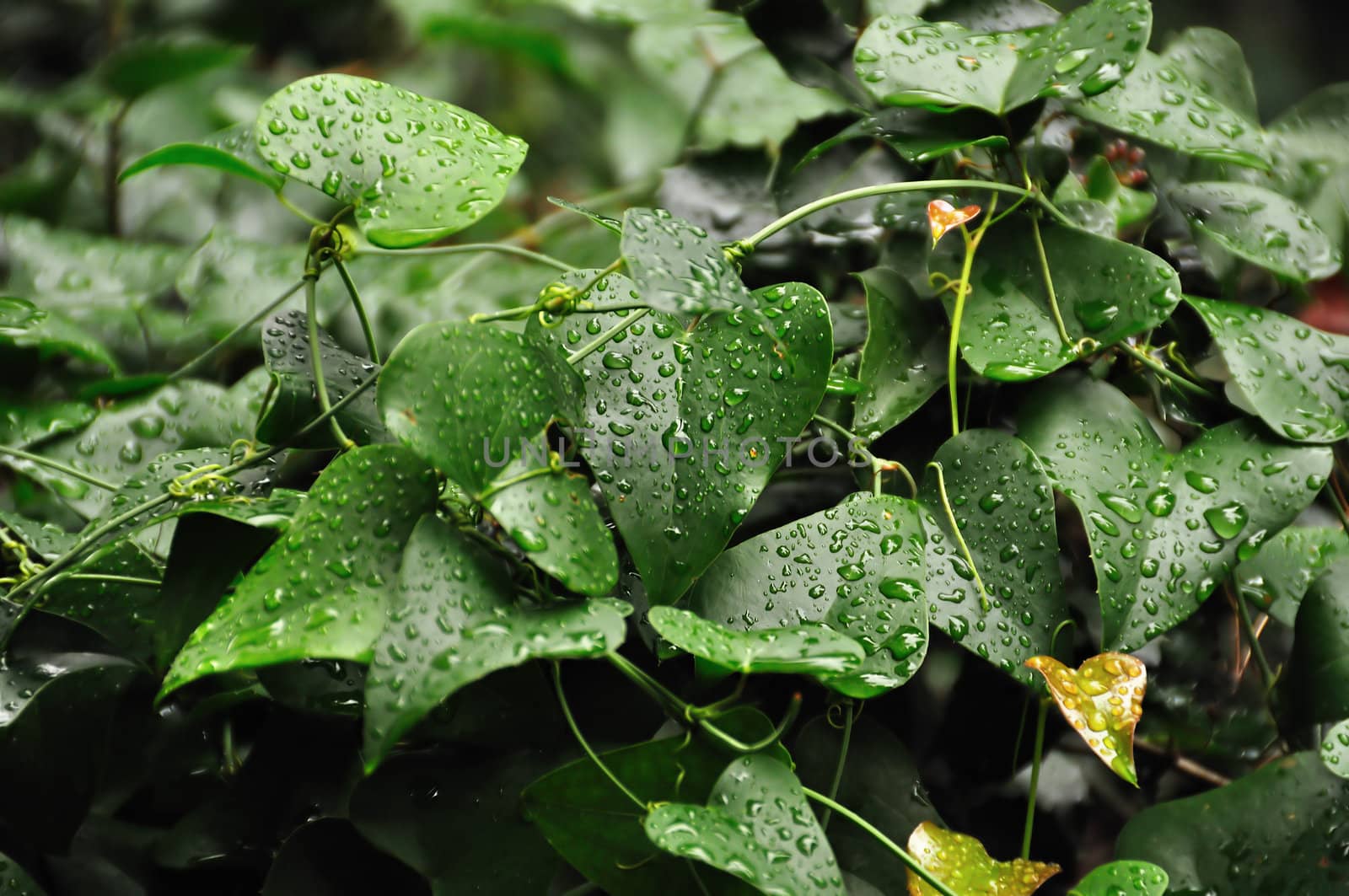 Green ivy plant leaves with raindrops. Abstract background.