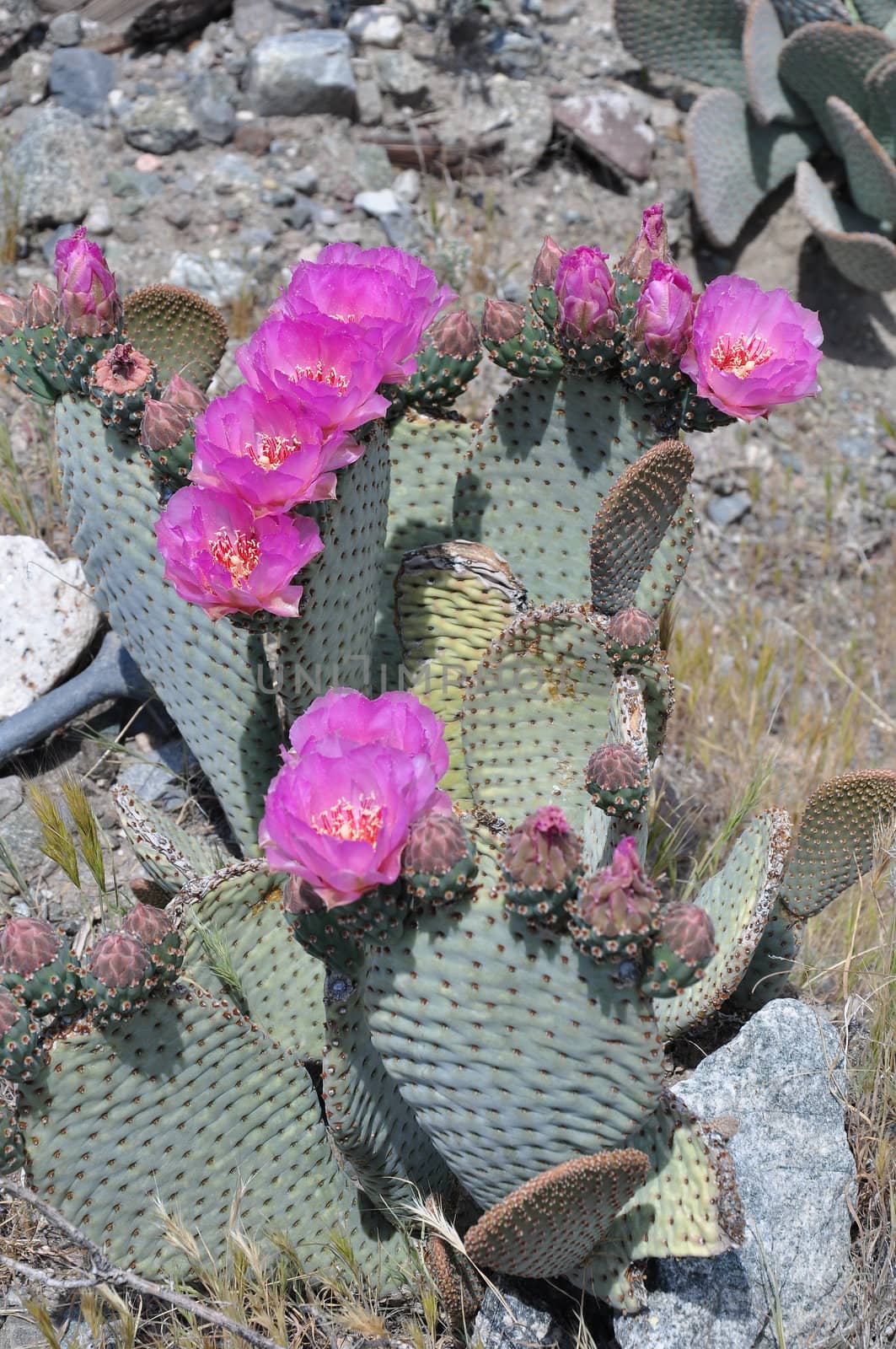 Bright colored flowers blossom during Springtime on stands of cactus in the Southern California desert.