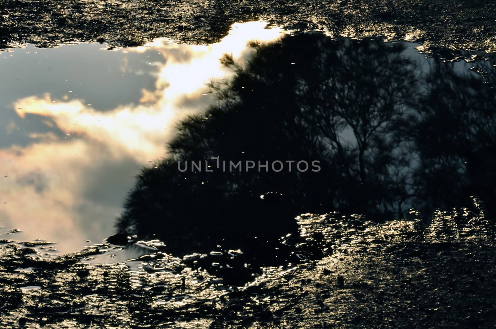 Trees and moody sky reflected in muddy water.