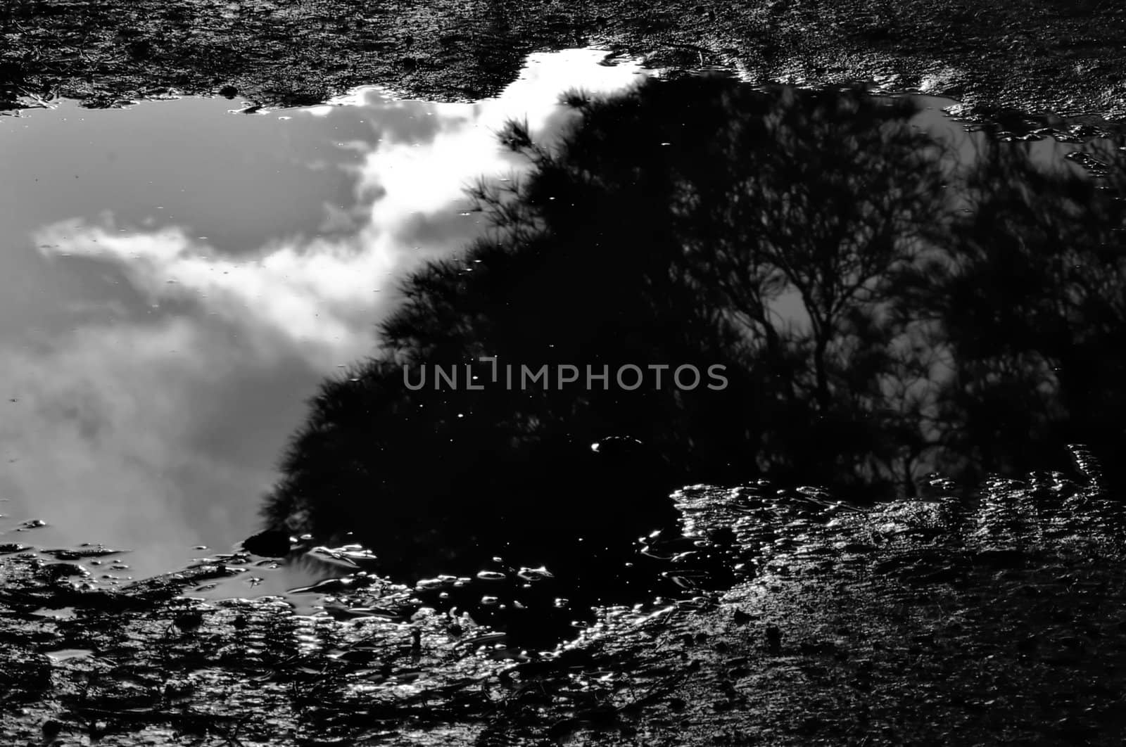 Trees and moody sky reflected in muddy water. Black and white.