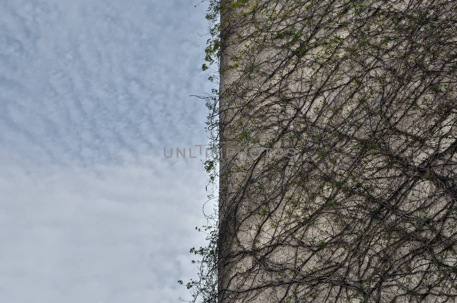 Creeper plant on concrete wall and cloudy sky.