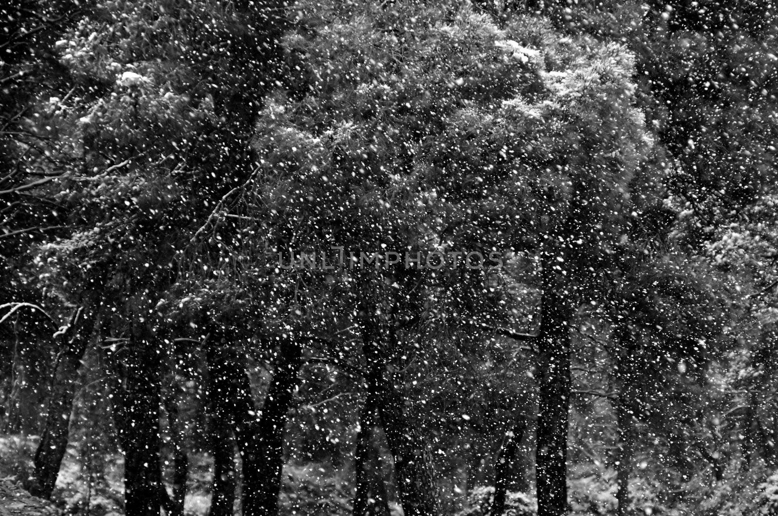Falling snow storm in pine tree forest. Black and white.