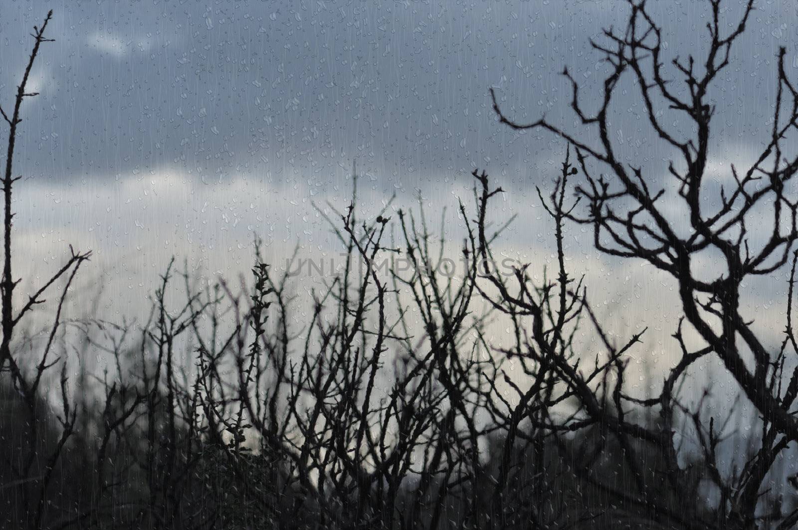 Tree branches silhouette and dark winter sky seen through window with raindrops.