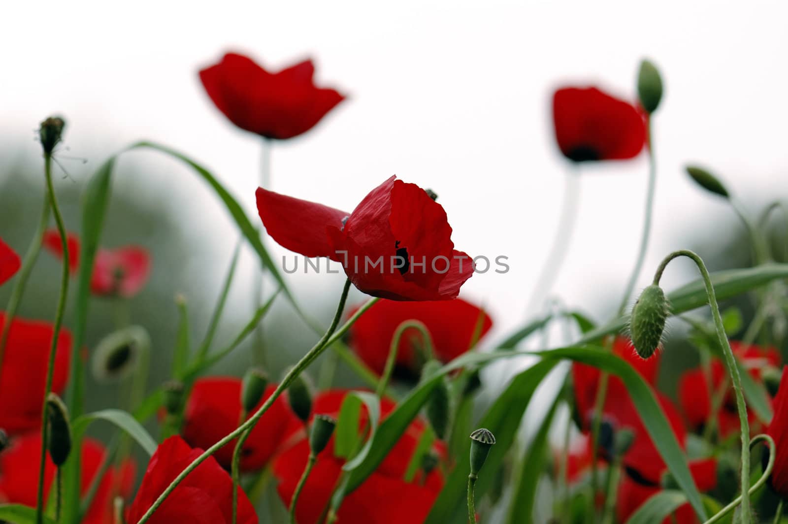 Red poppy flowers in a field. Spring season background.